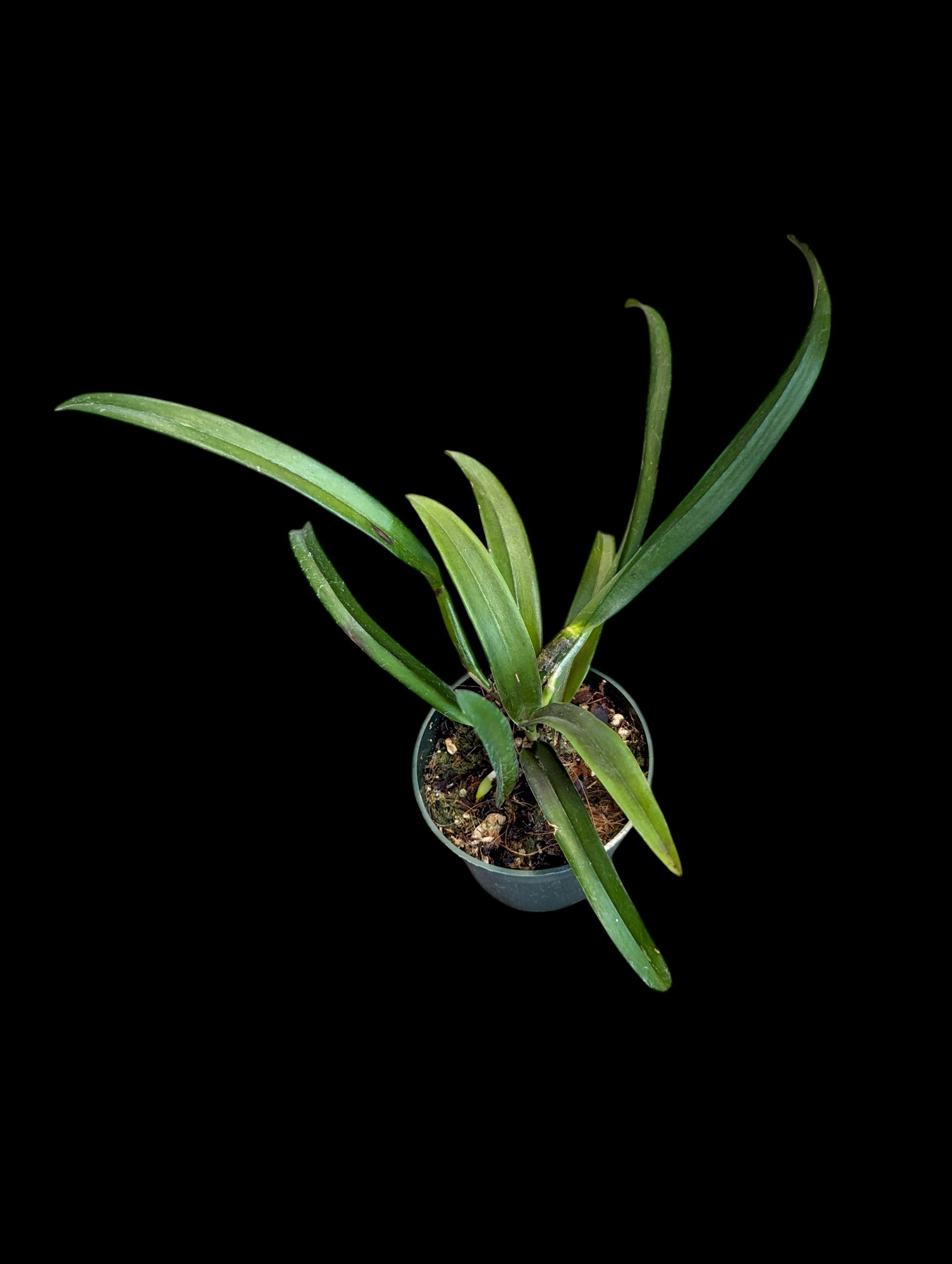Rhynchobrassoleya TLDC Divine Phoenix 'Pterodactyl' SM/WOC