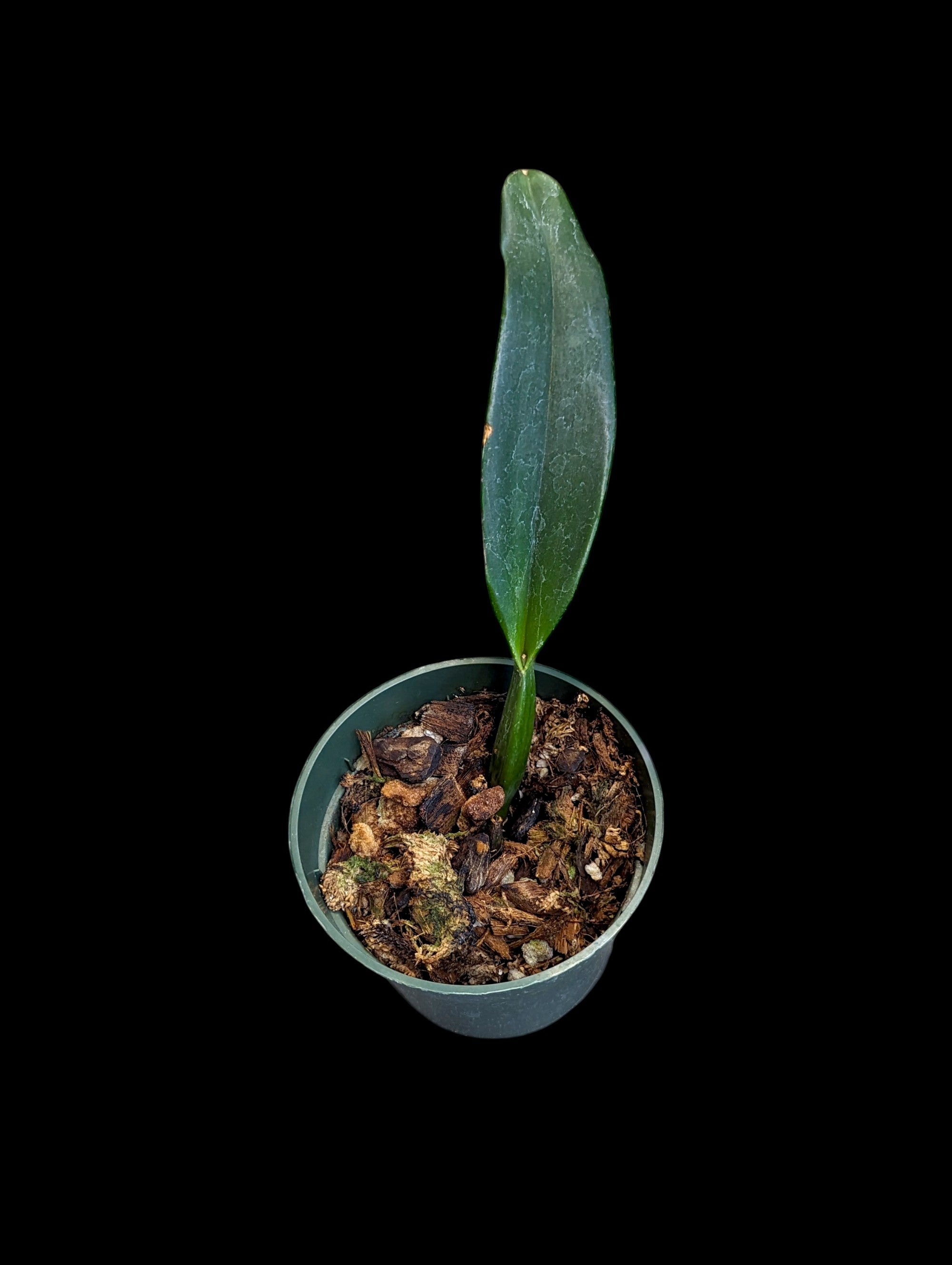 Rhyncholaeliocattleya Guillermo Lasso