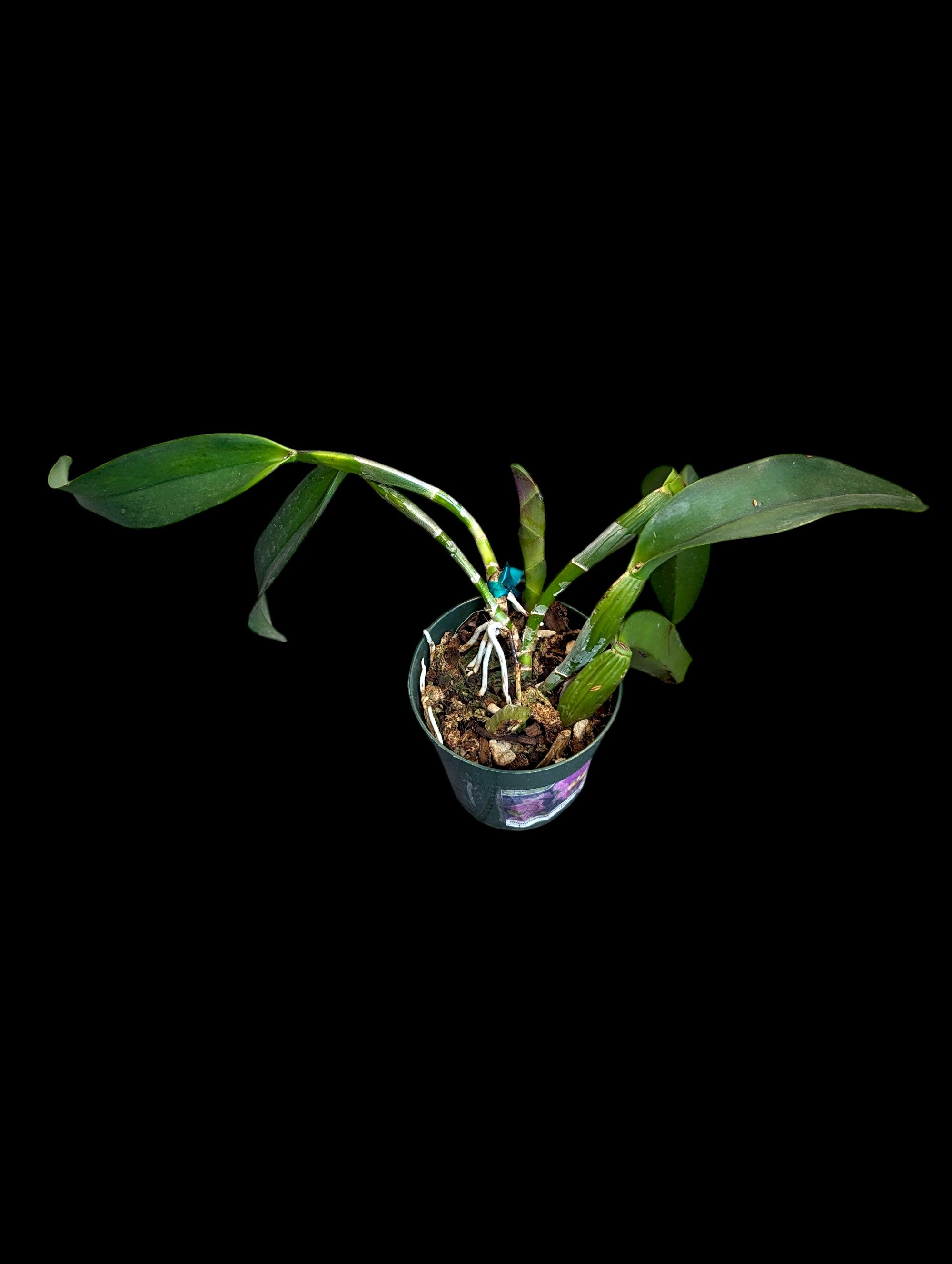 Rhyncholaeliocattleya King of Taiwan Golden