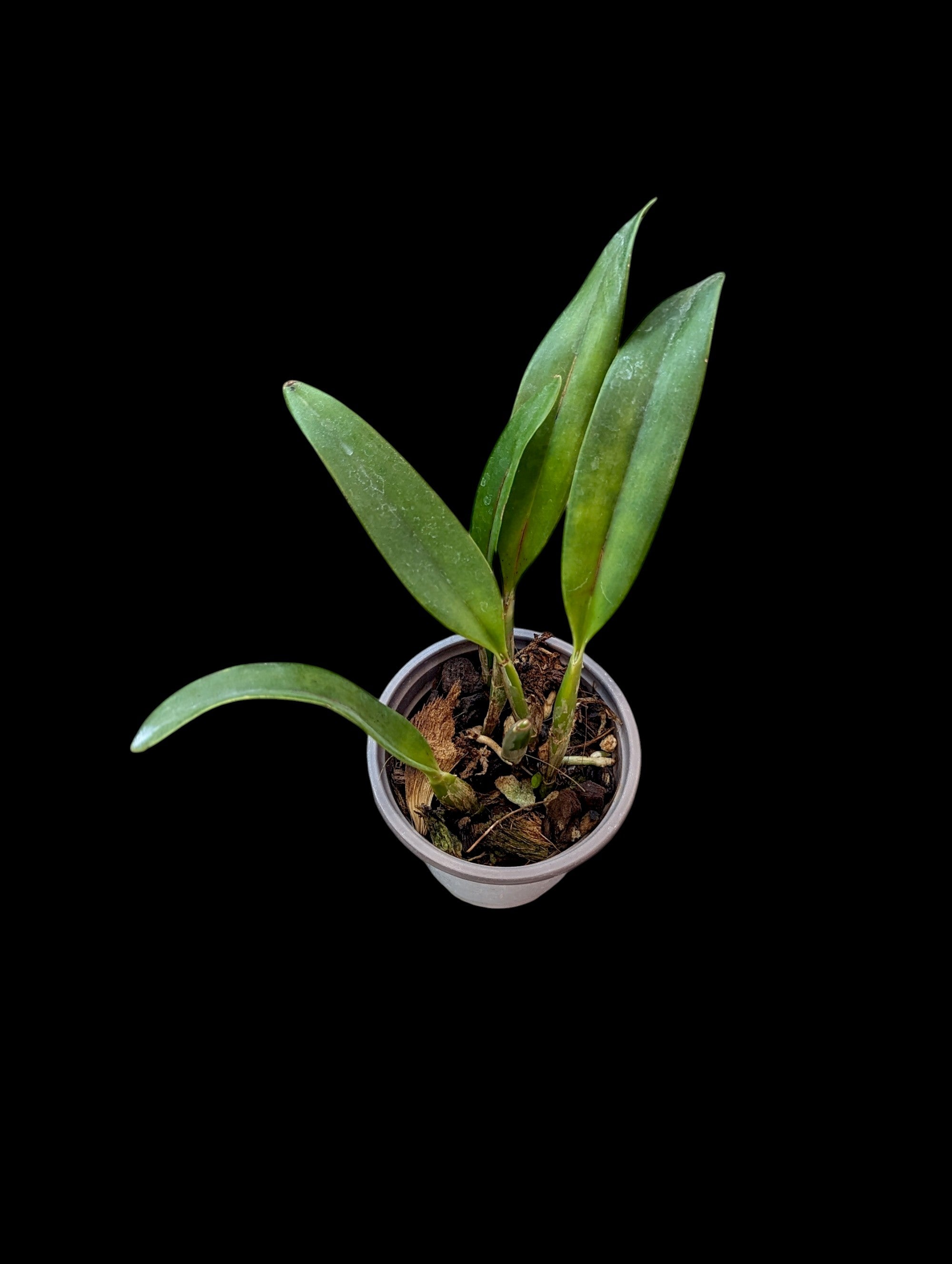 Guarianthe skinneri f. coerulea 'My Blue Heaven'