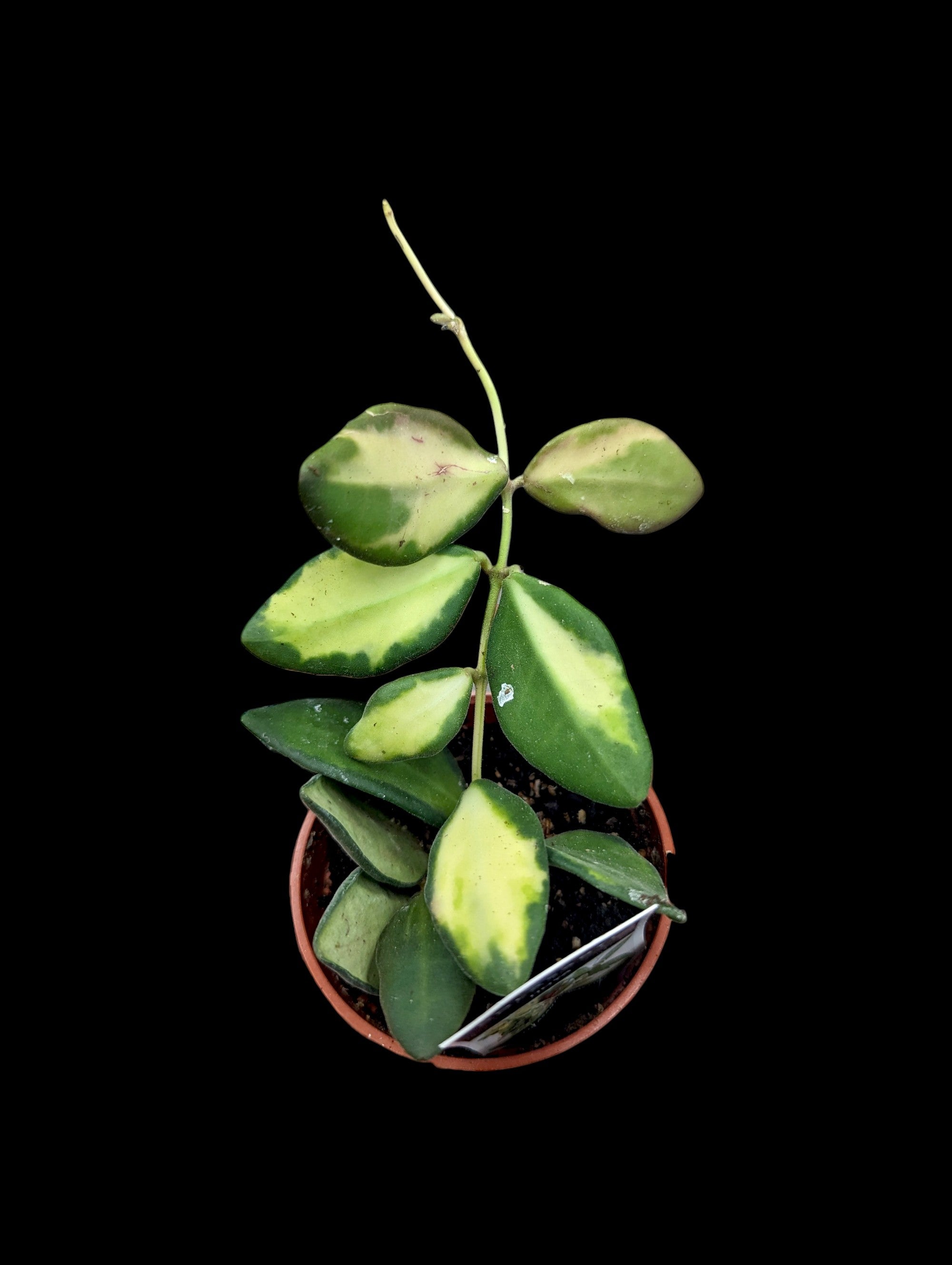 Hoya burtoniae