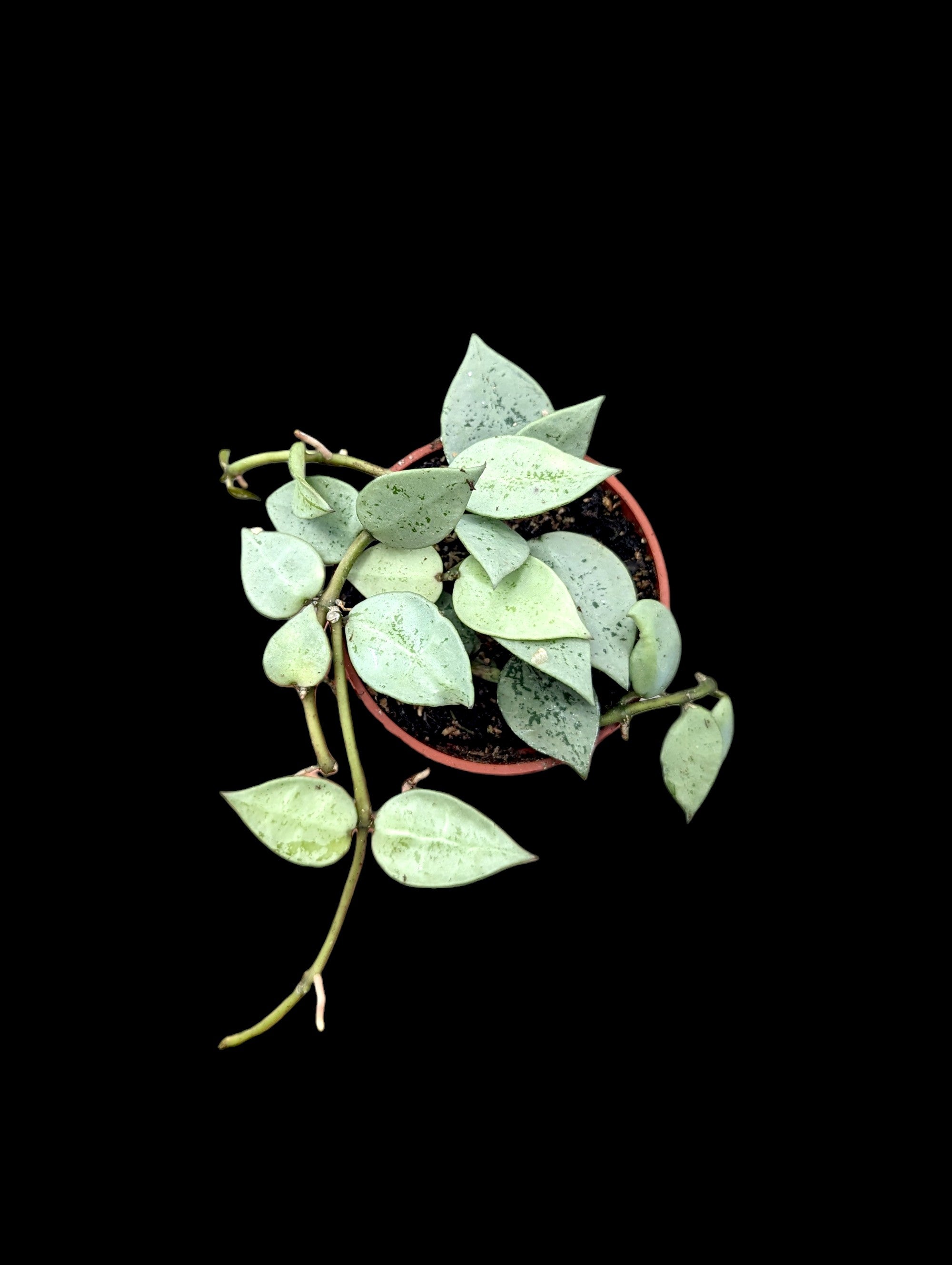 Hoya krohniana Arctic