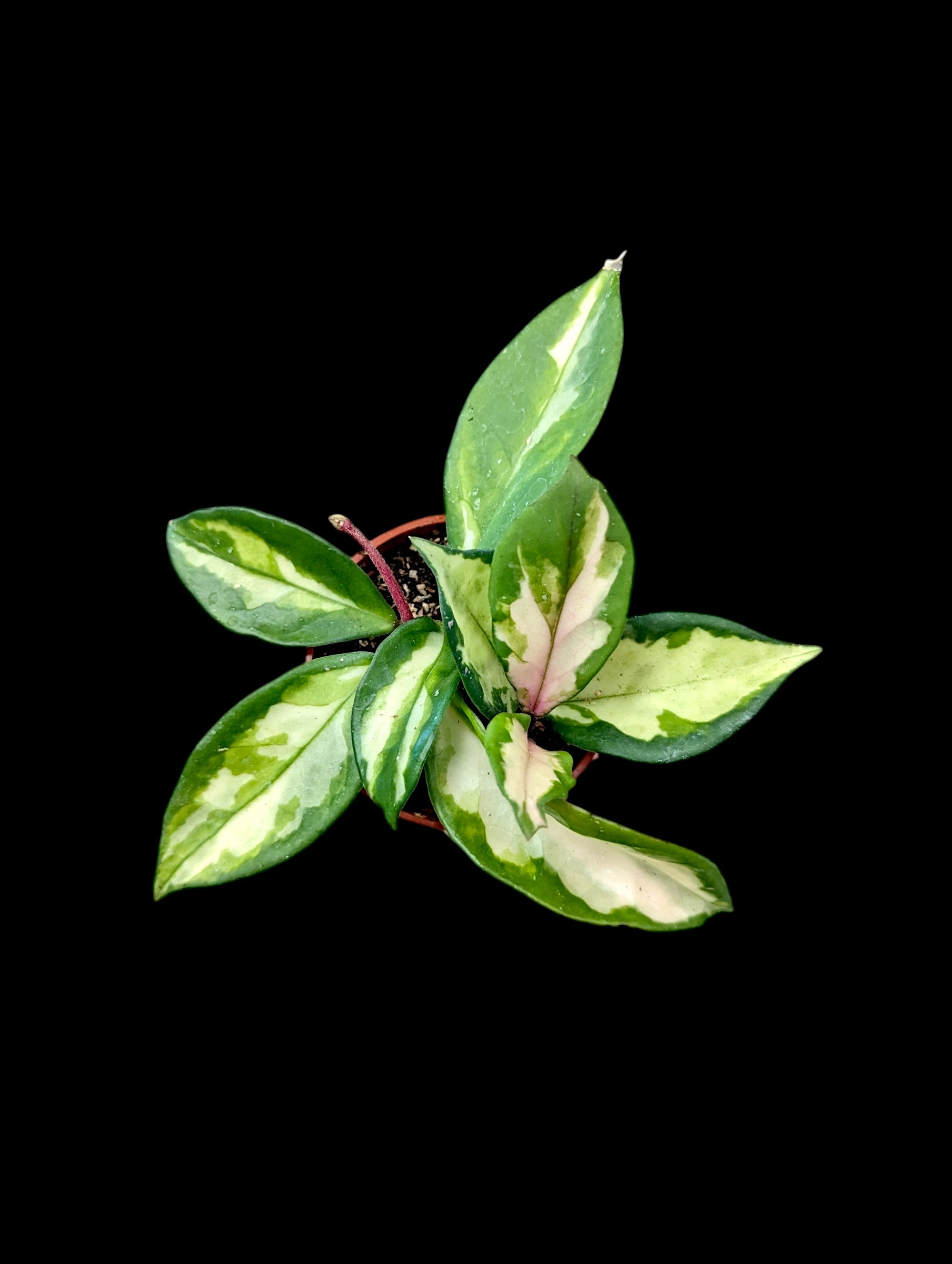 Hoya 'Tricolour'