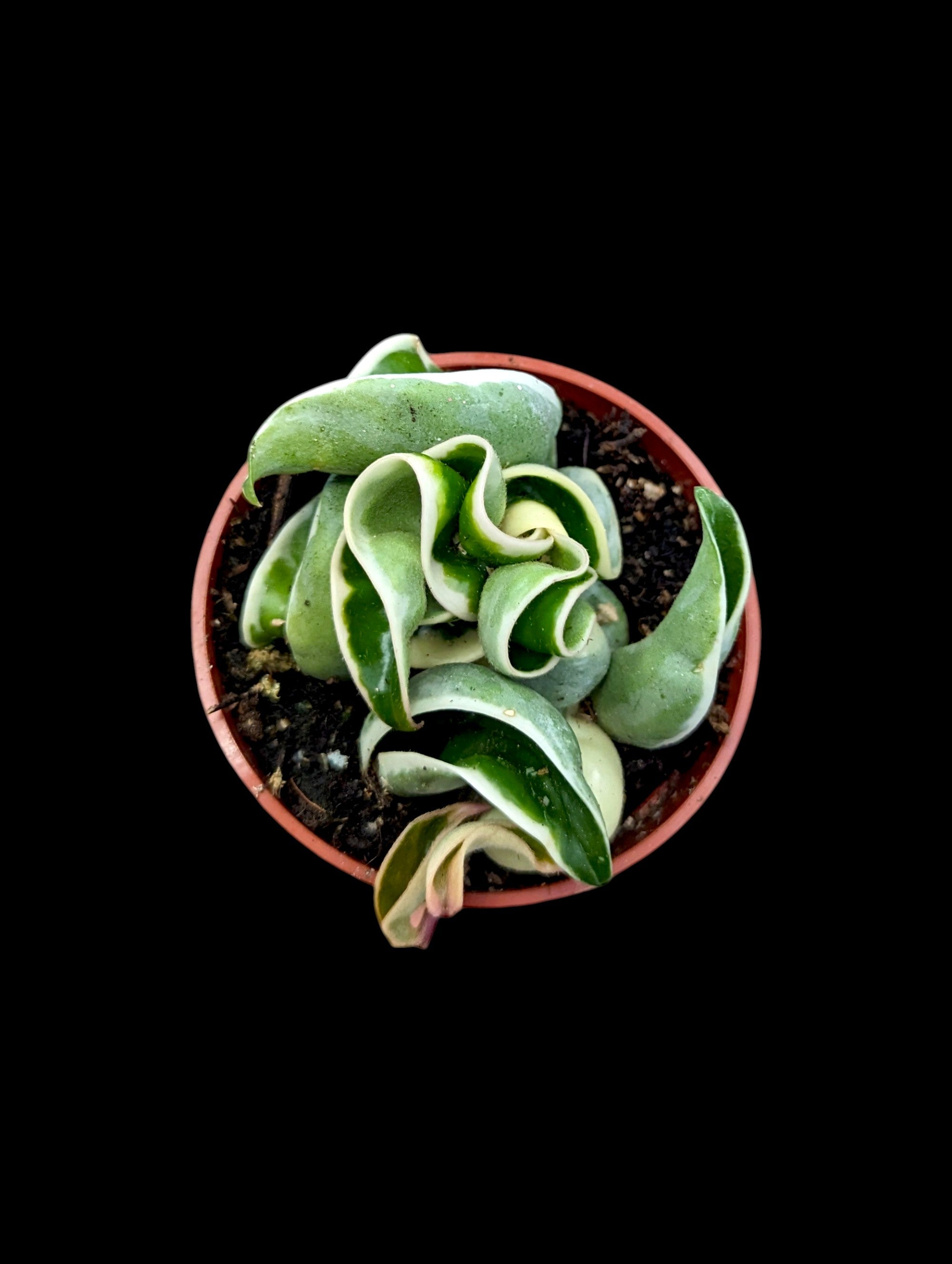 Hoya carnosa compacta panachée