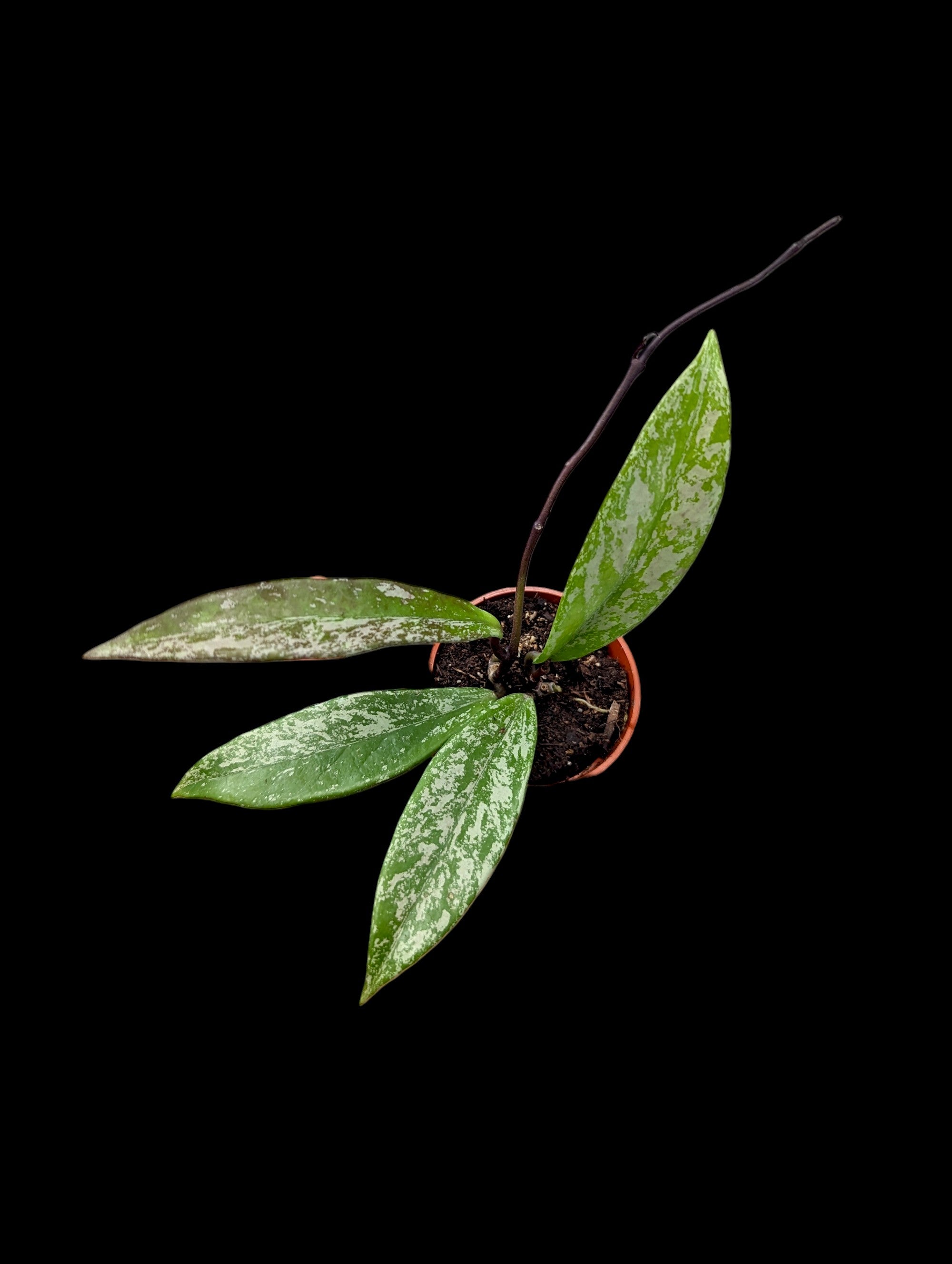 Hoya pubicalyx Splash