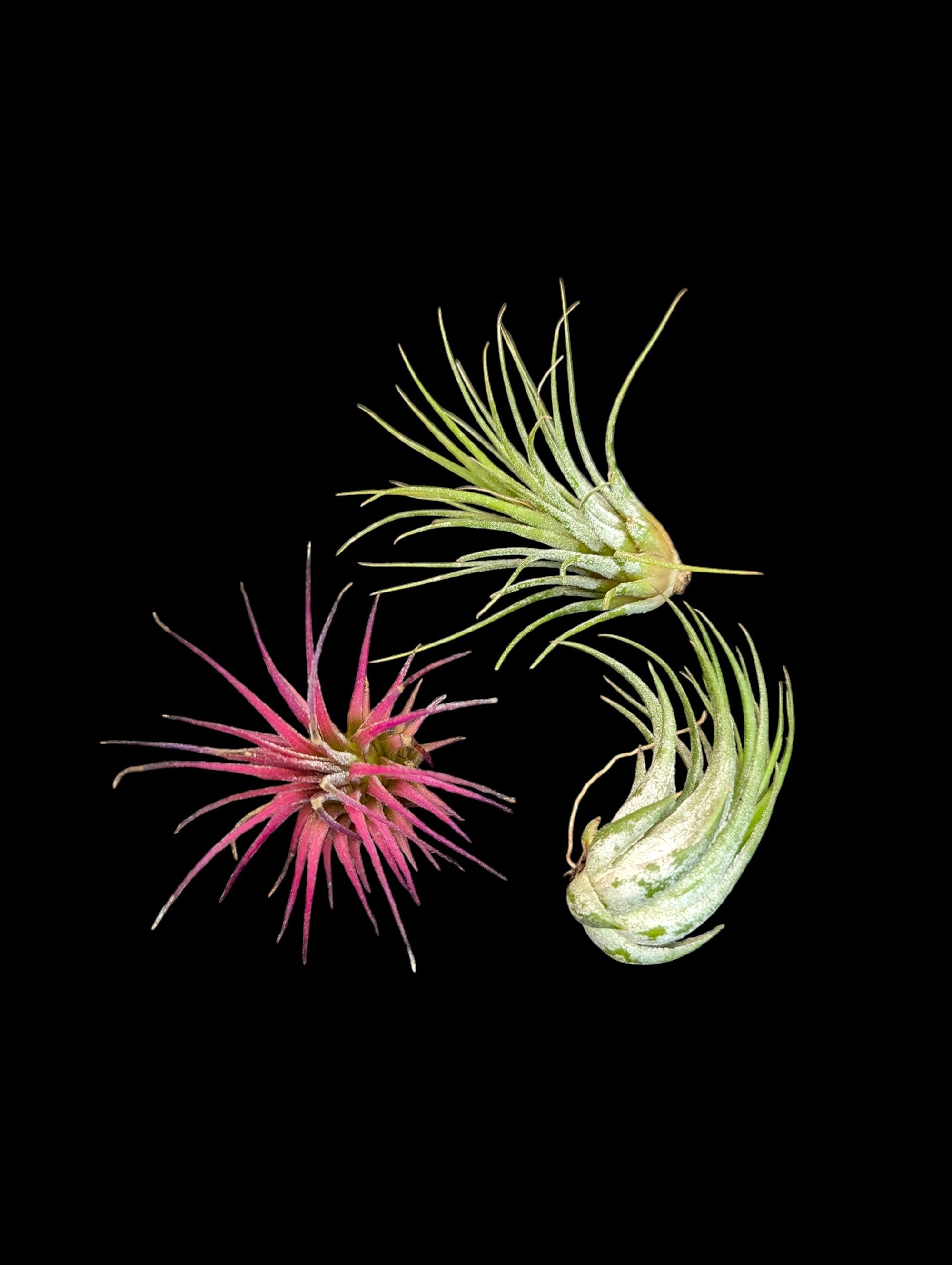 Tillandsia ionantha