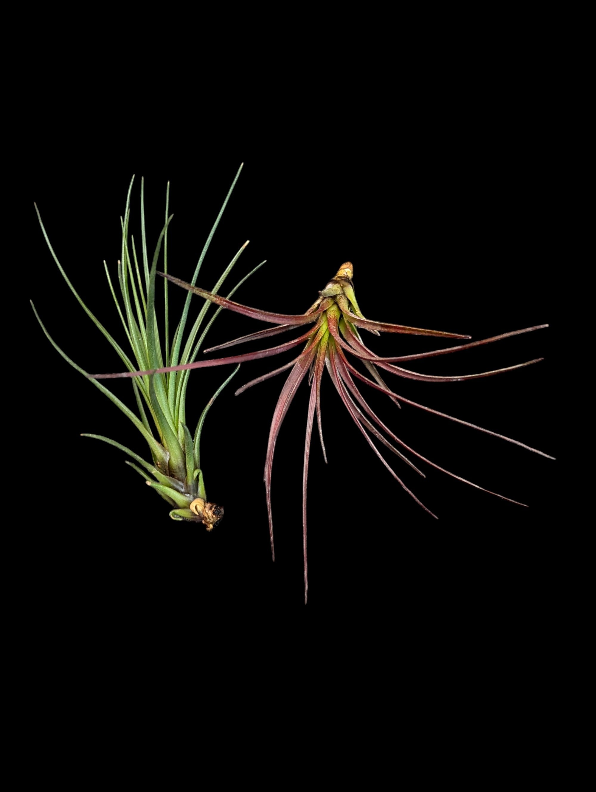 Tillandsia melanocrater