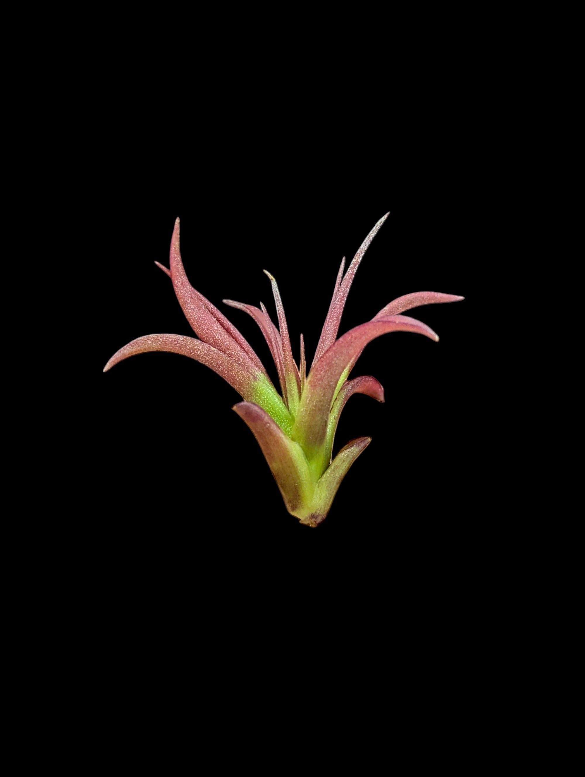 Tillandsia capitata Peach