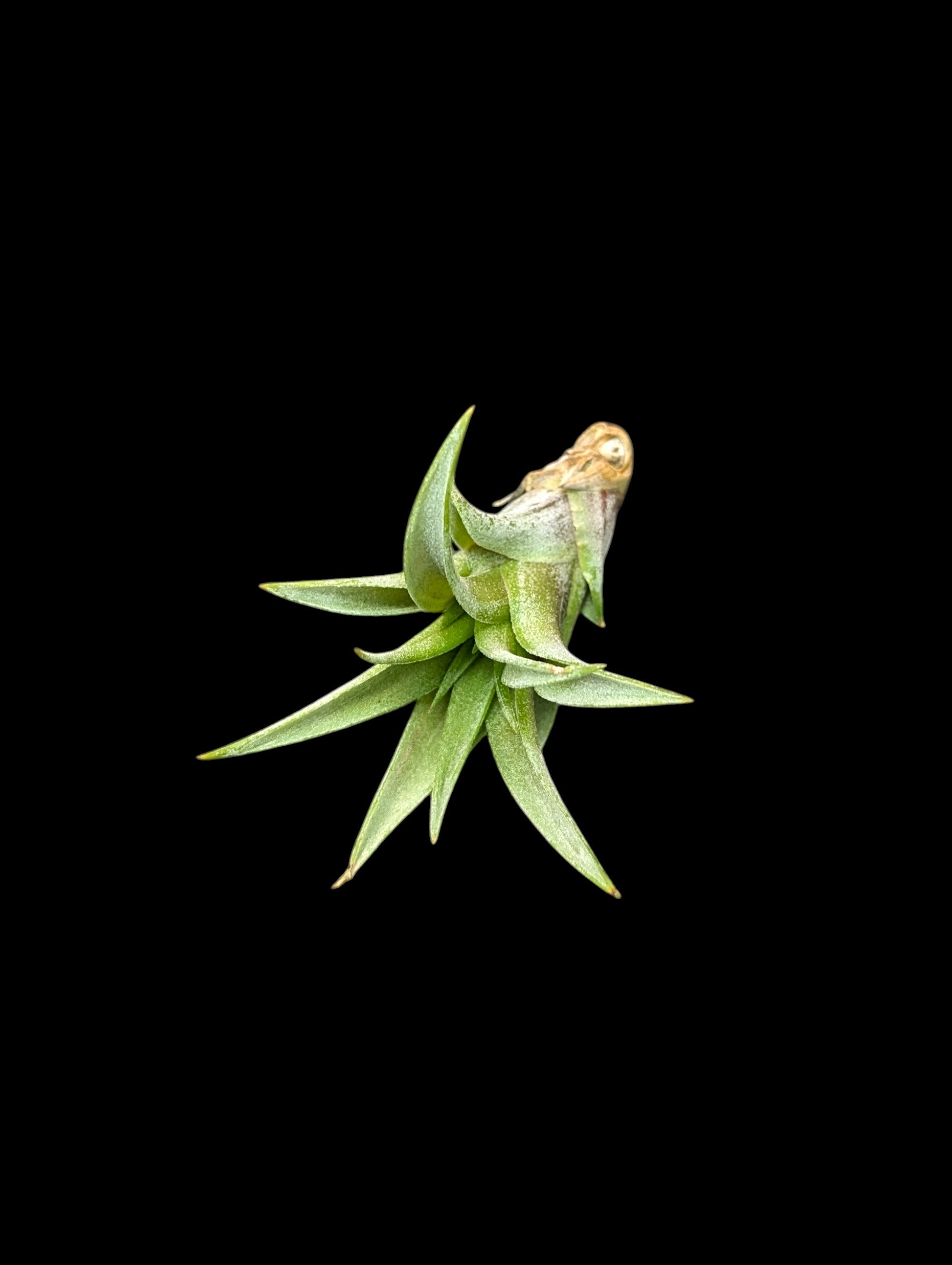 Tillandsia brachycaulos Multiflora