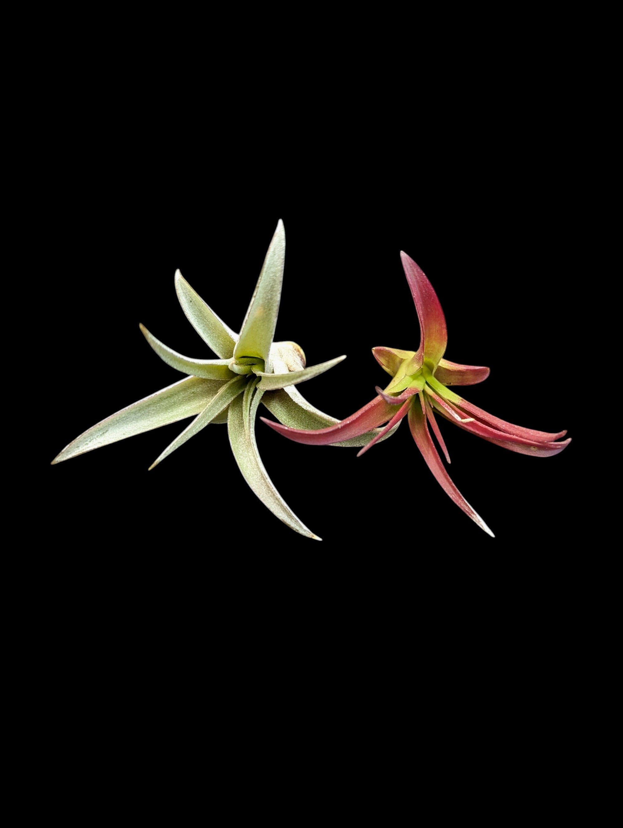 Tillandsia capitata Peach