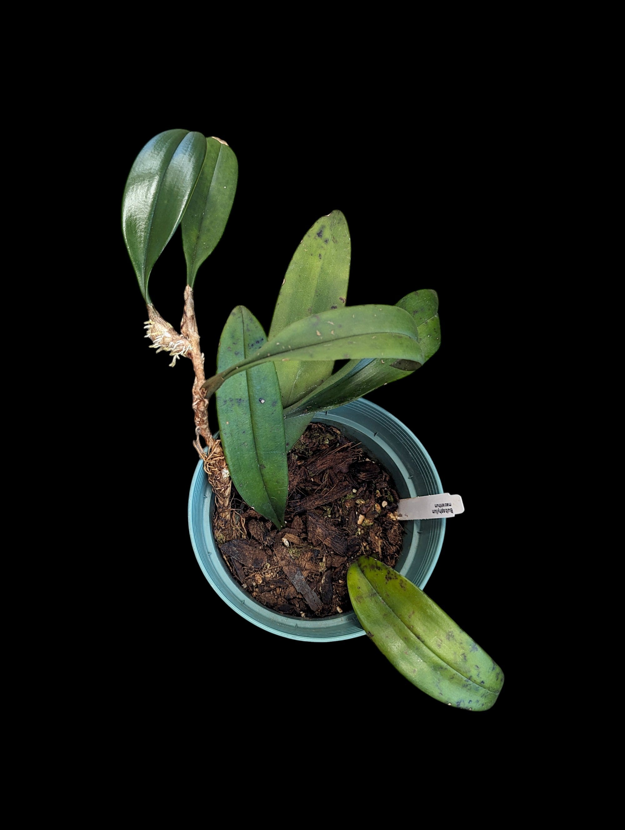 Bulbophyllum macranthum