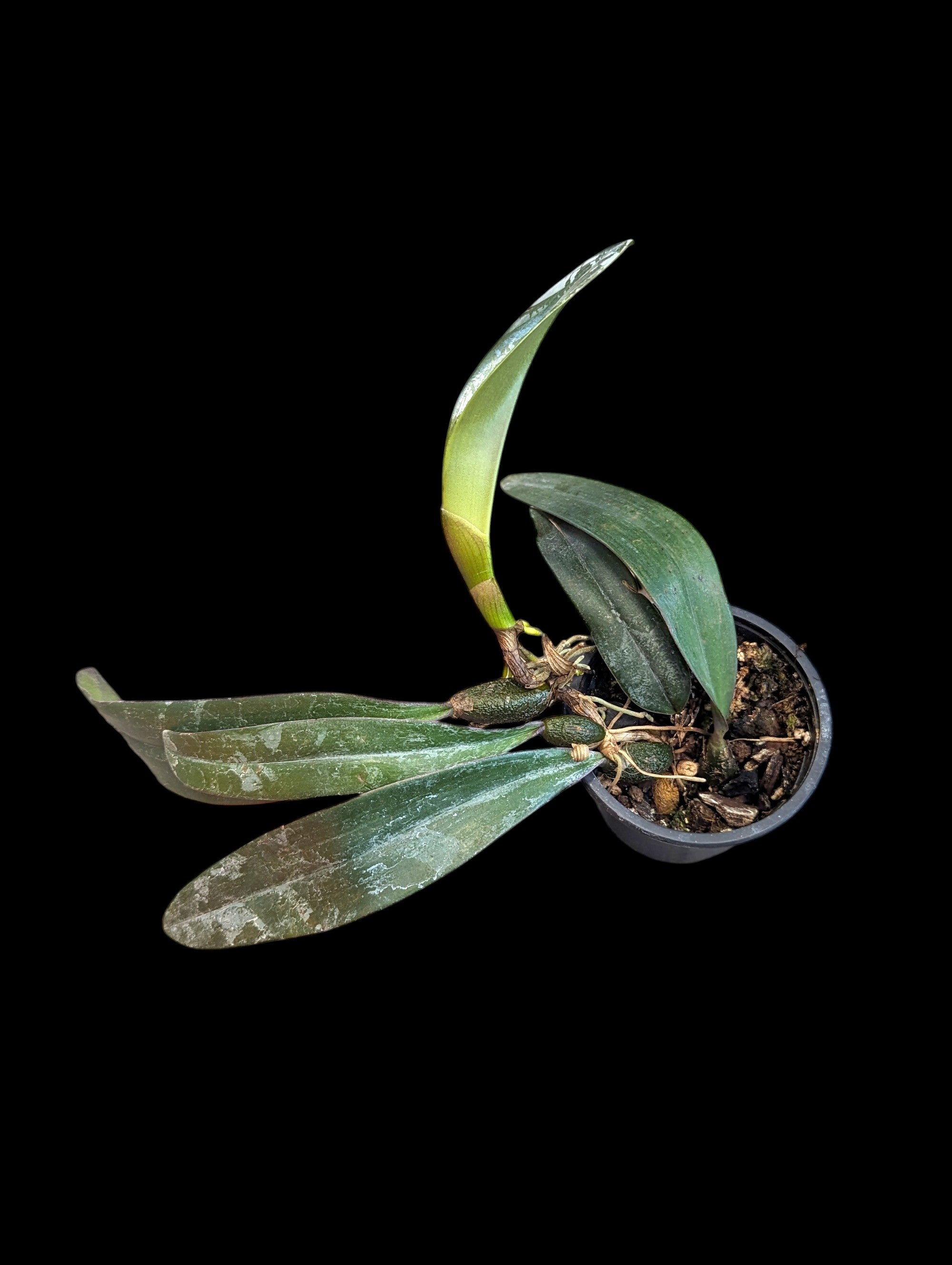 Bulbophyllum cruentum x Bulbophyllum phalaenopsis