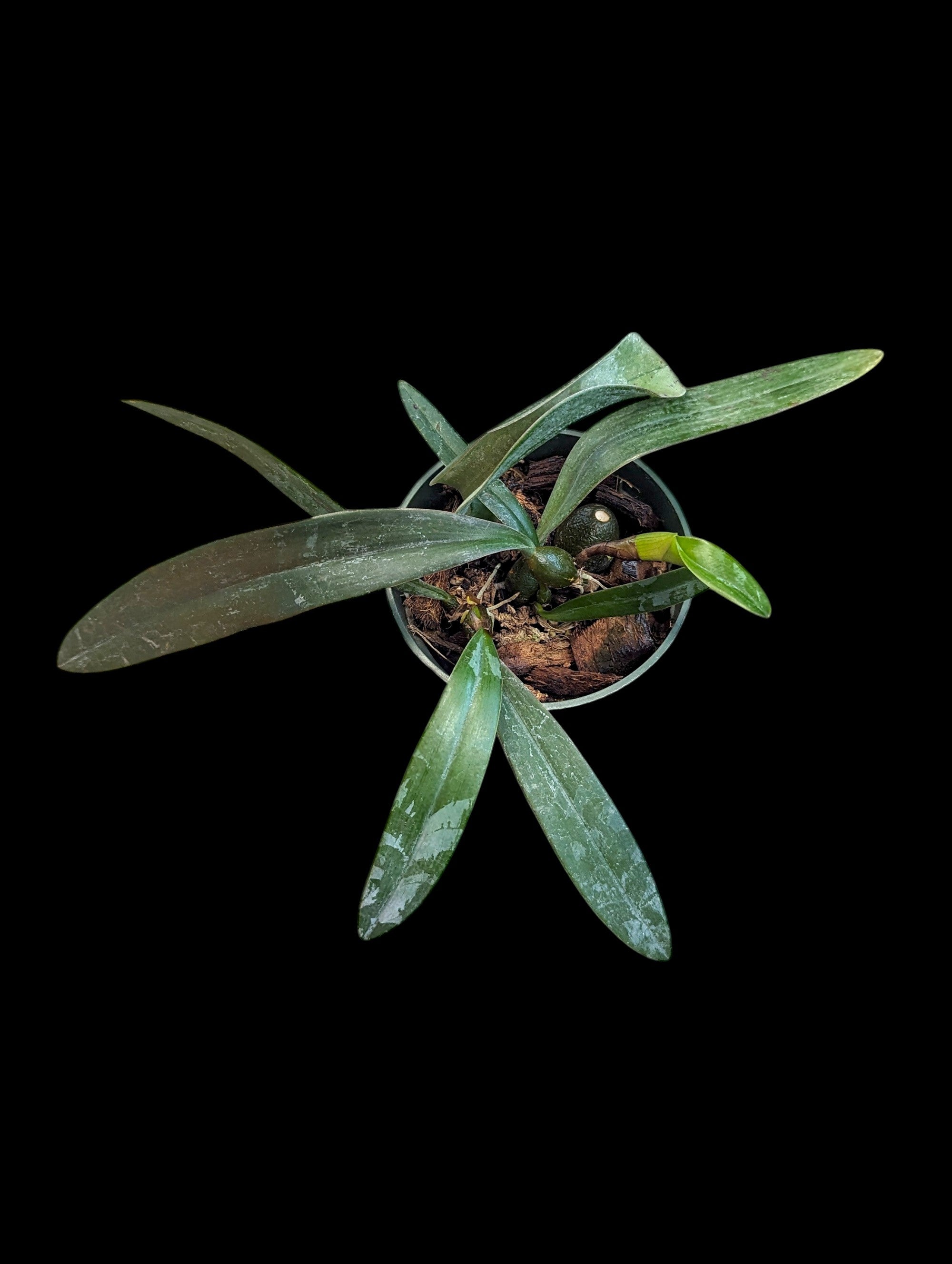 Bulbophyllum cruentum x Bulbophyllum phalaenopsis