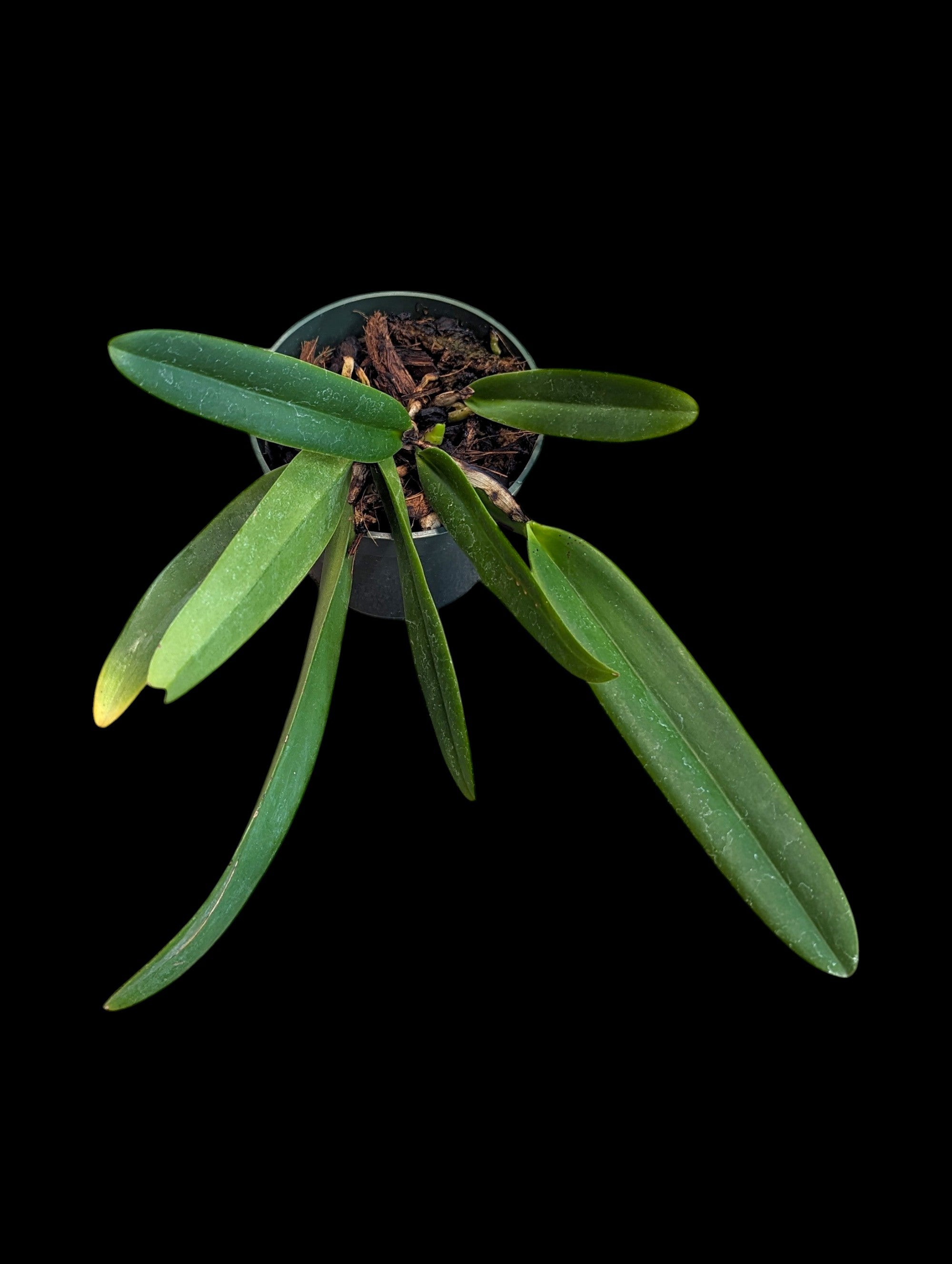 Cattleya mossiae 'Pink Commander'