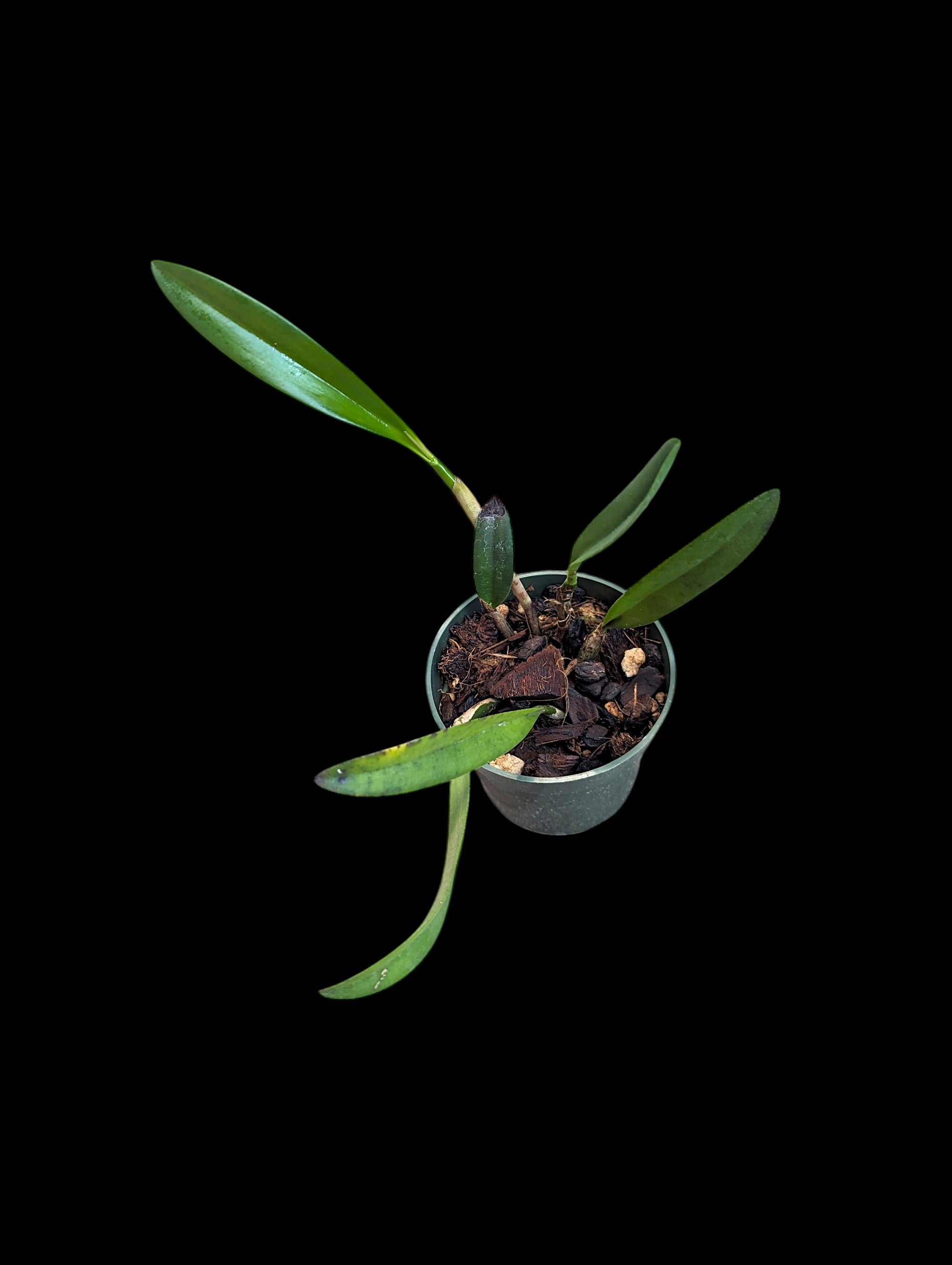 Cattleya len zieff (C. elfe de la jungle x C. luteola)