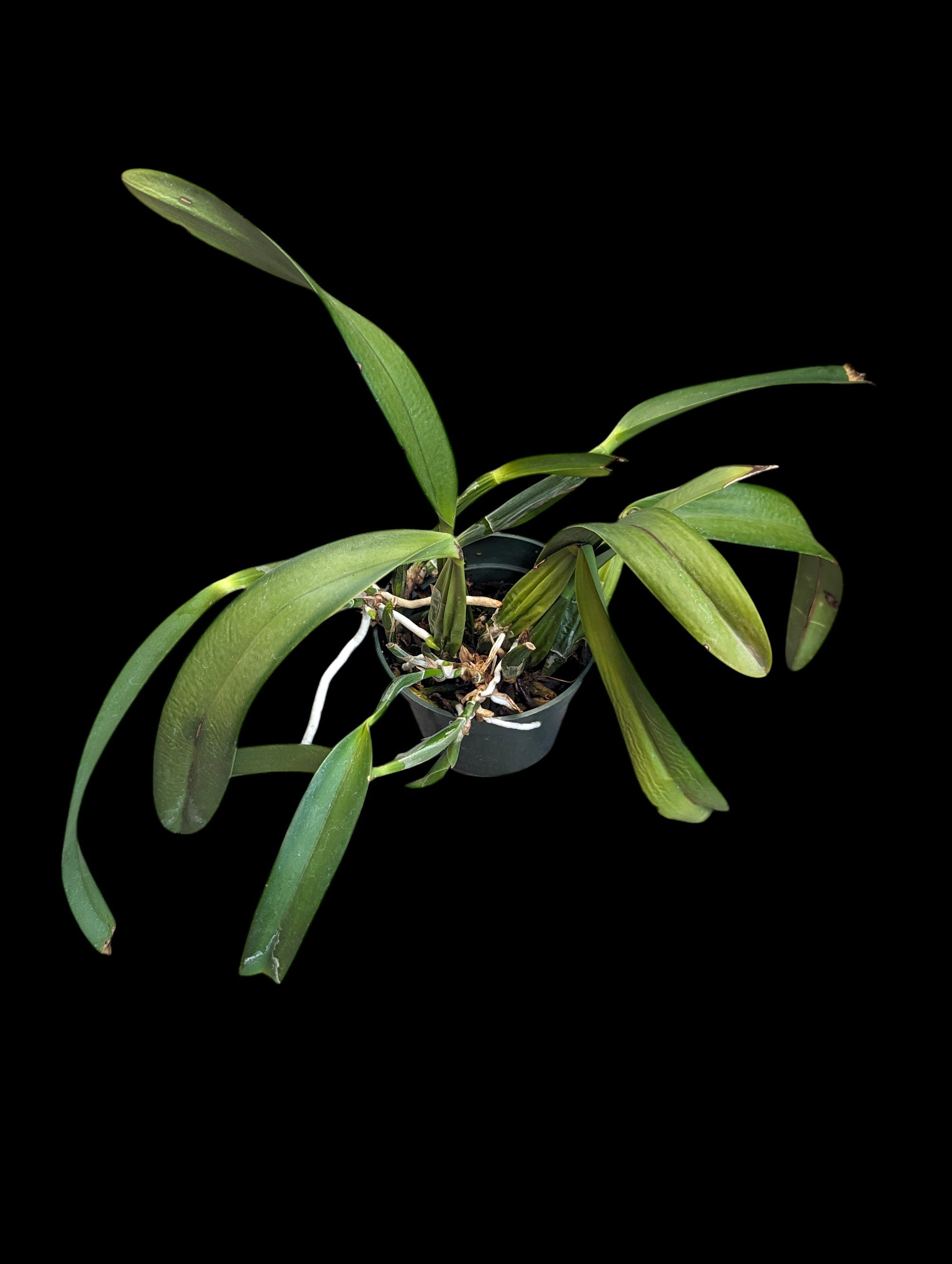 Cattleya Edissa
