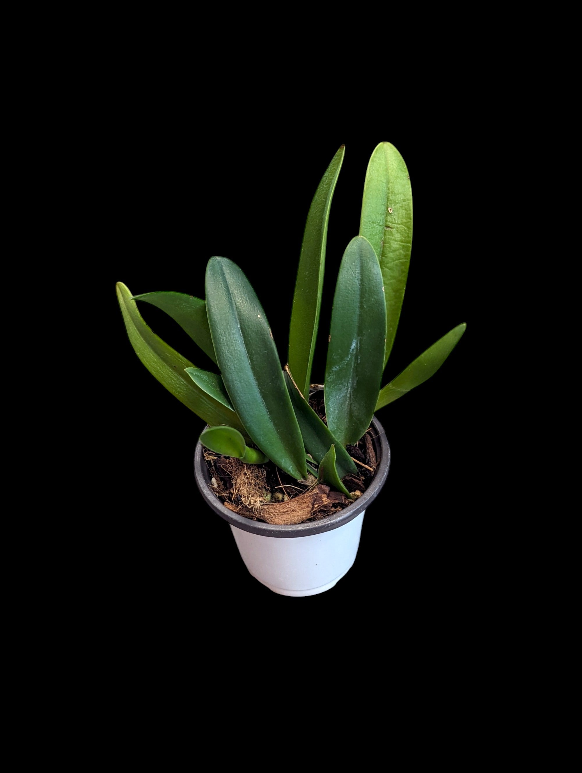 Cattleya wallisii f. concolor x f. alba