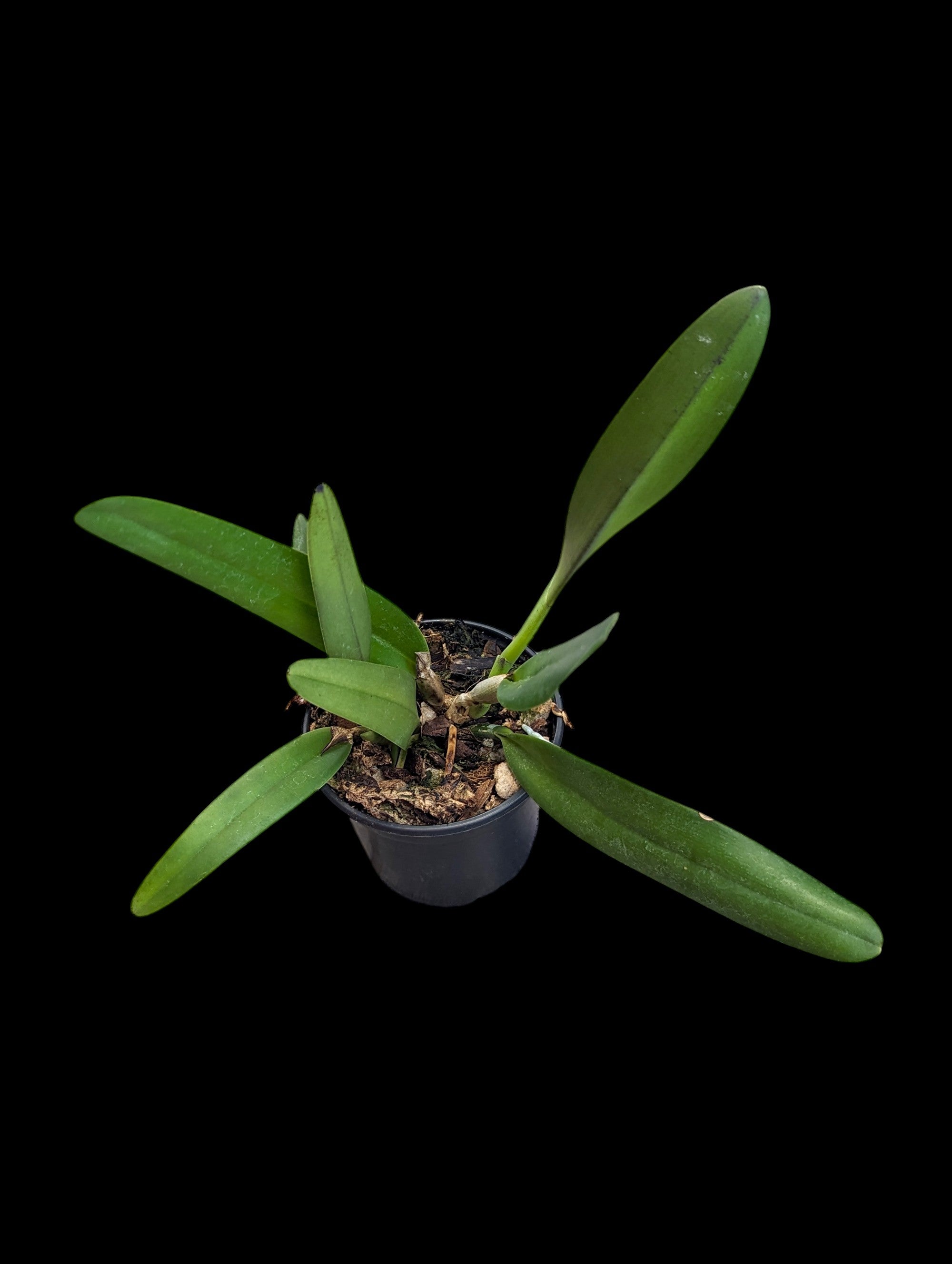 Cattleya wallisii (syn. eldorado) f. flamea 'S1301' x 'M. Itoo'