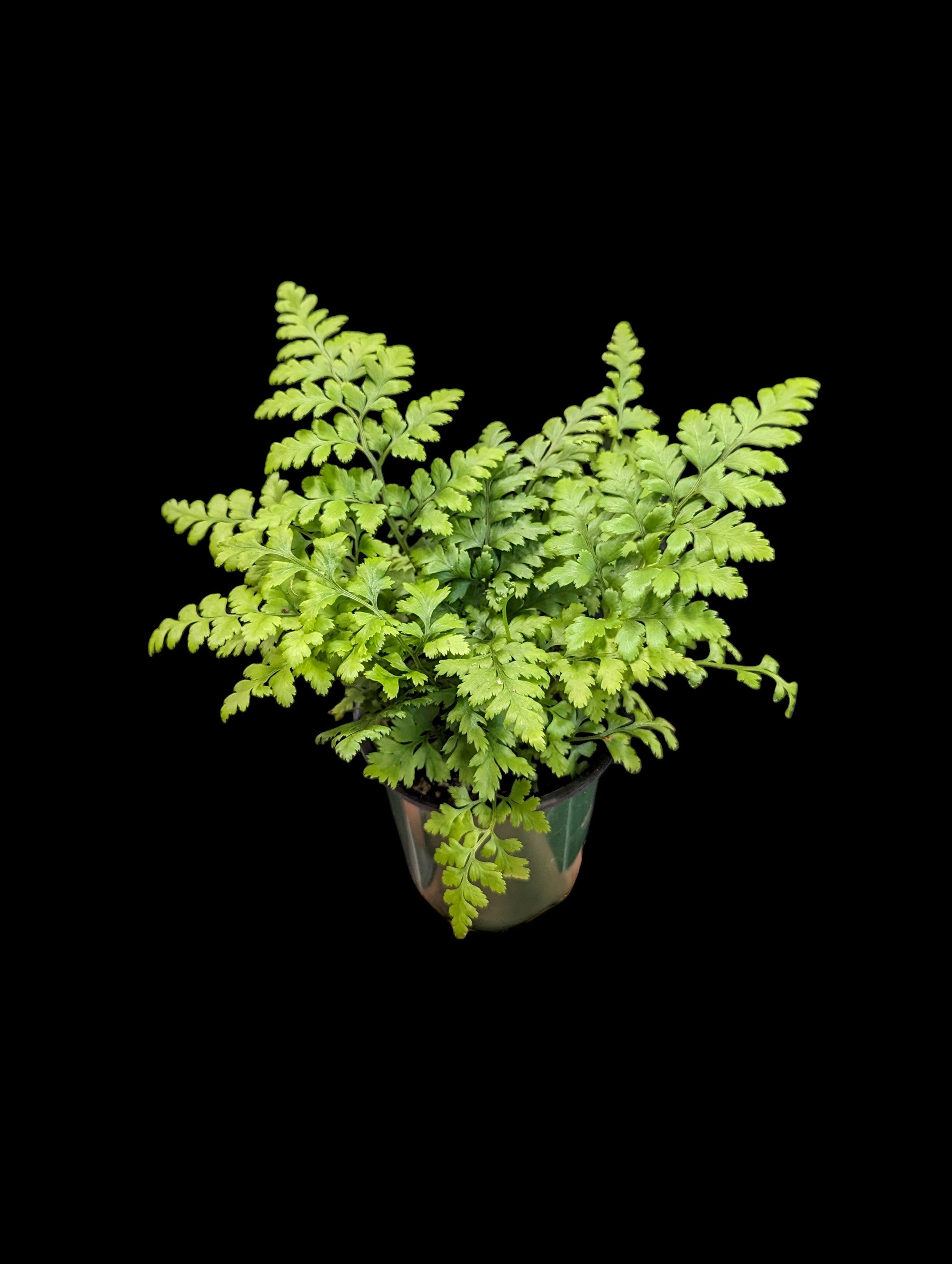 Leather Leaf Fern