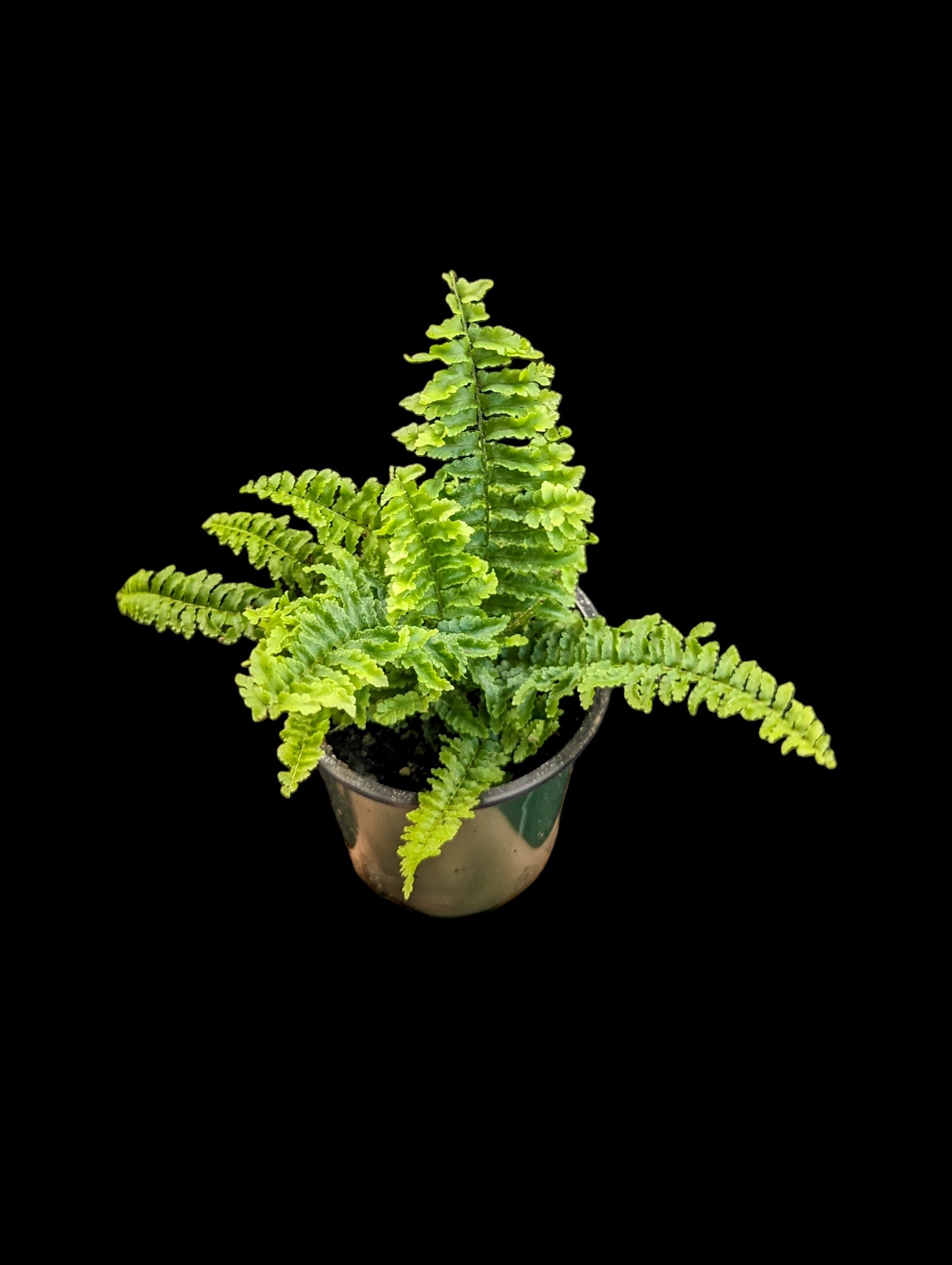 Boston Fern Fluffy Ruffles