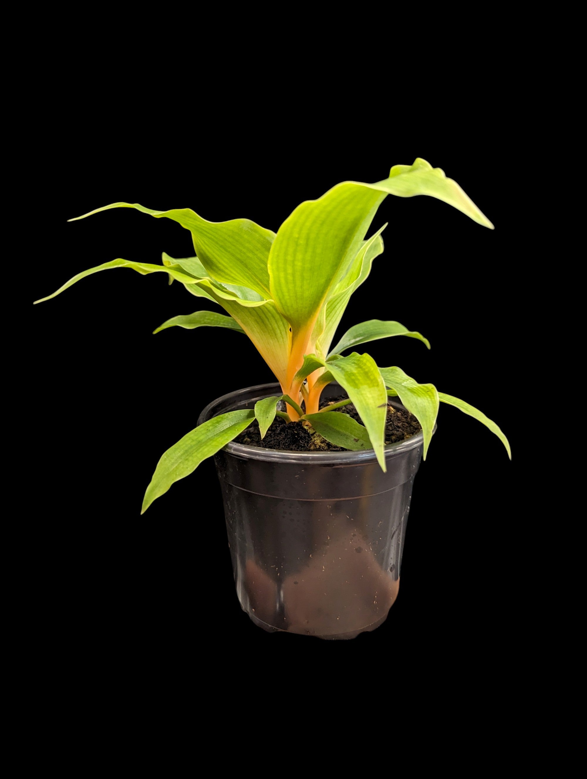 mandarin house plant Mandarin Spider Plant