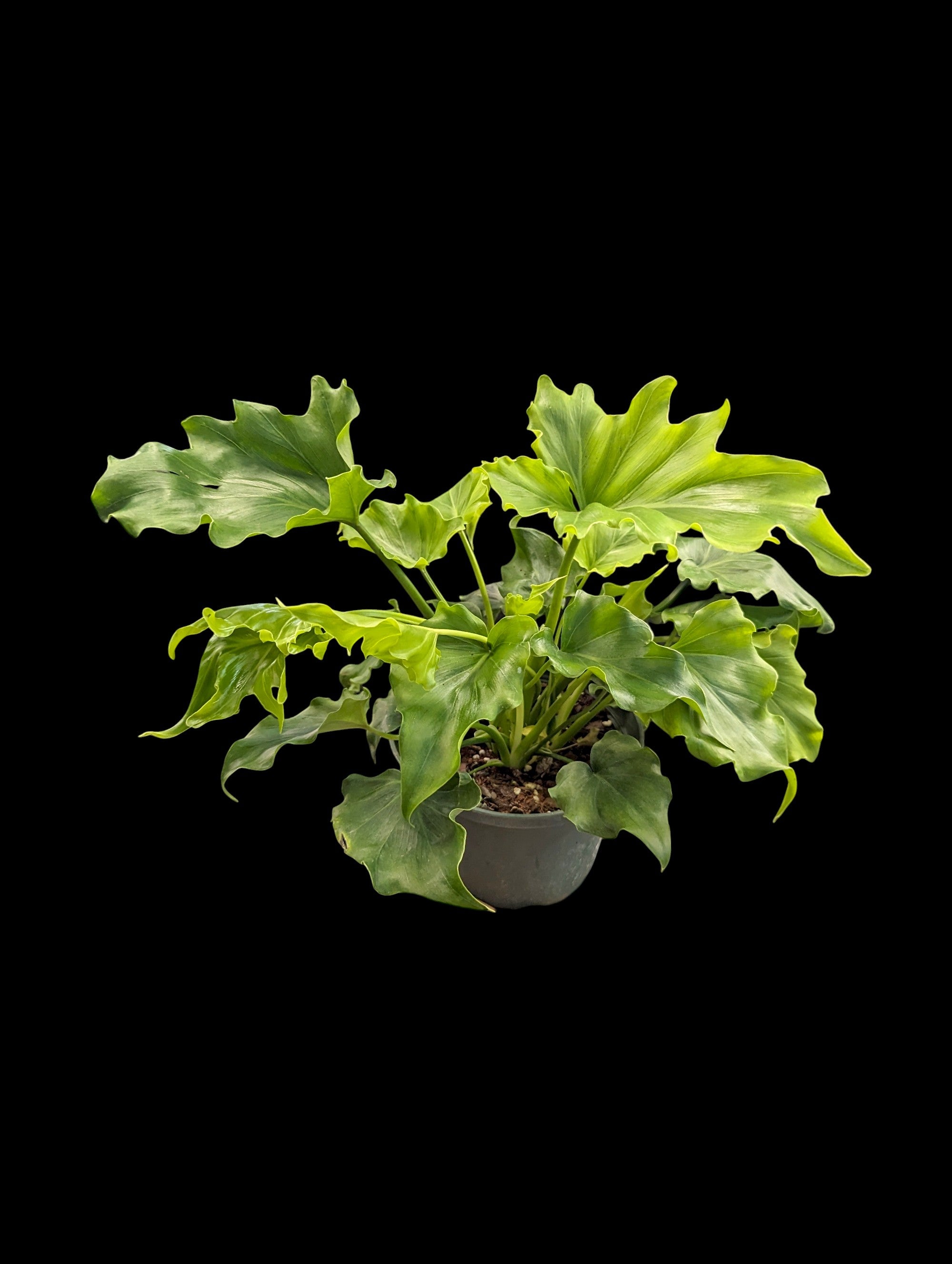 Philodendron Lickety Split