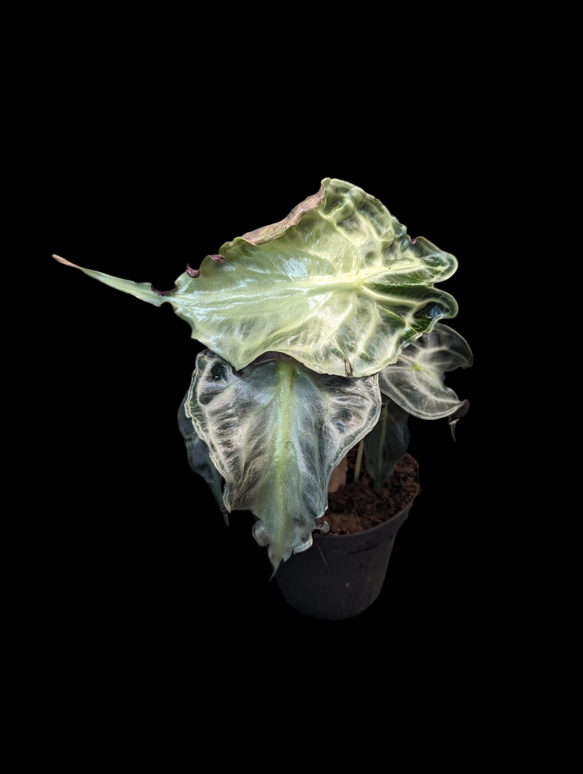 Alocasia Venom