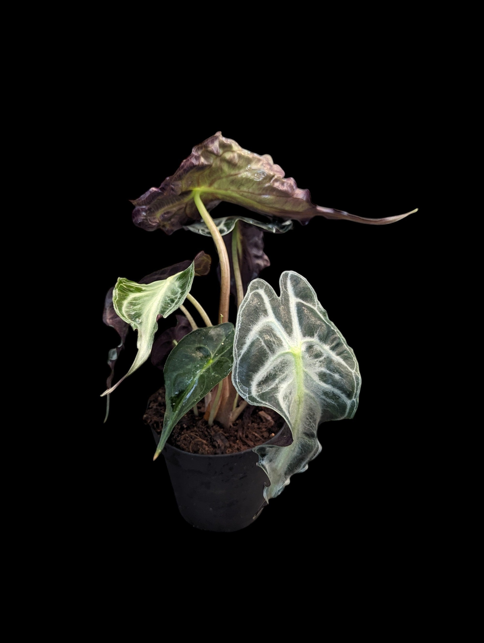 Alocasia Venom