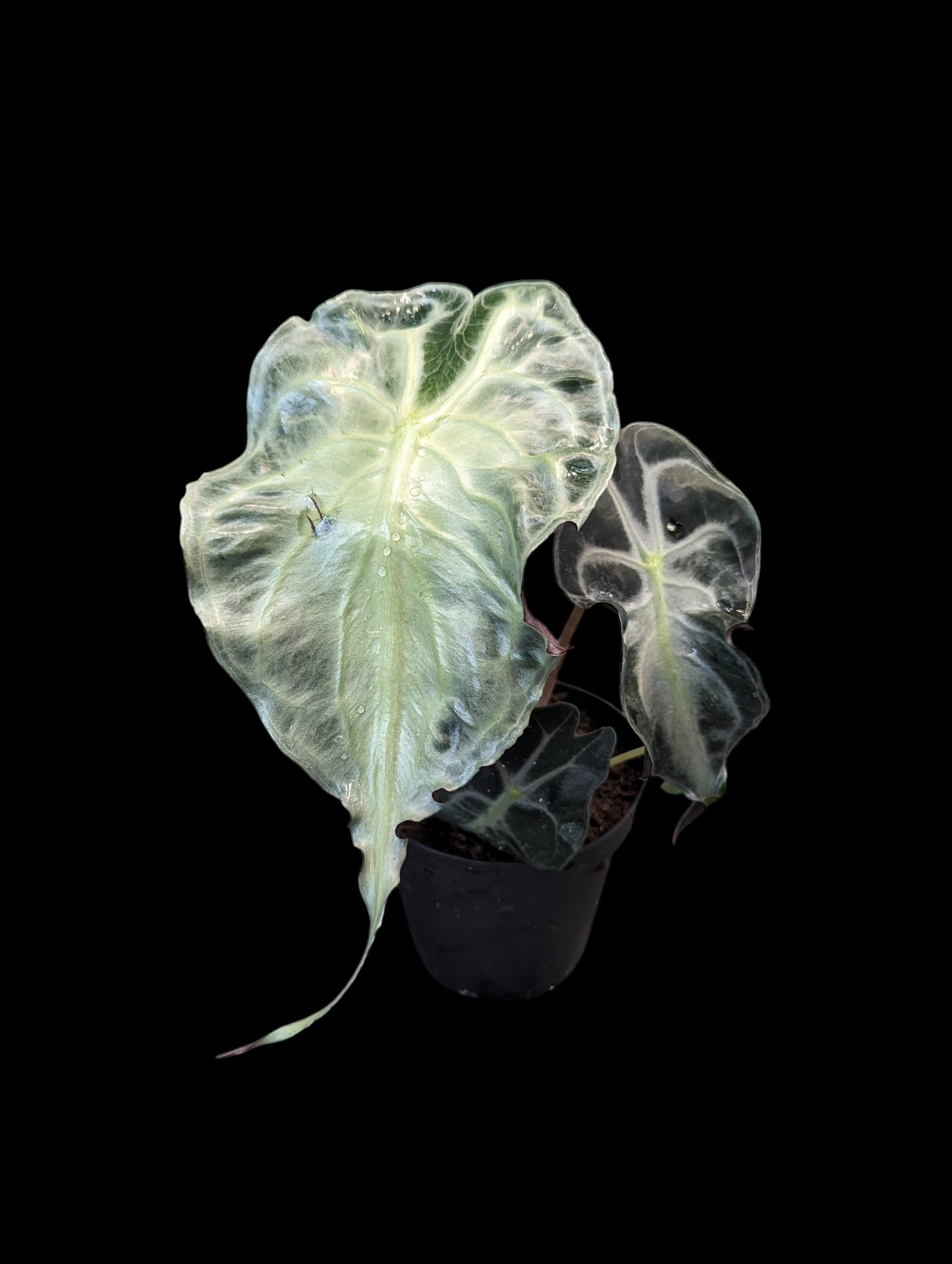 Alocasia Venom