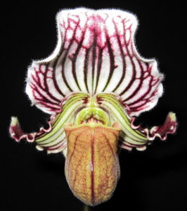 Paphiopedilum California Burgundy x fairrieanum