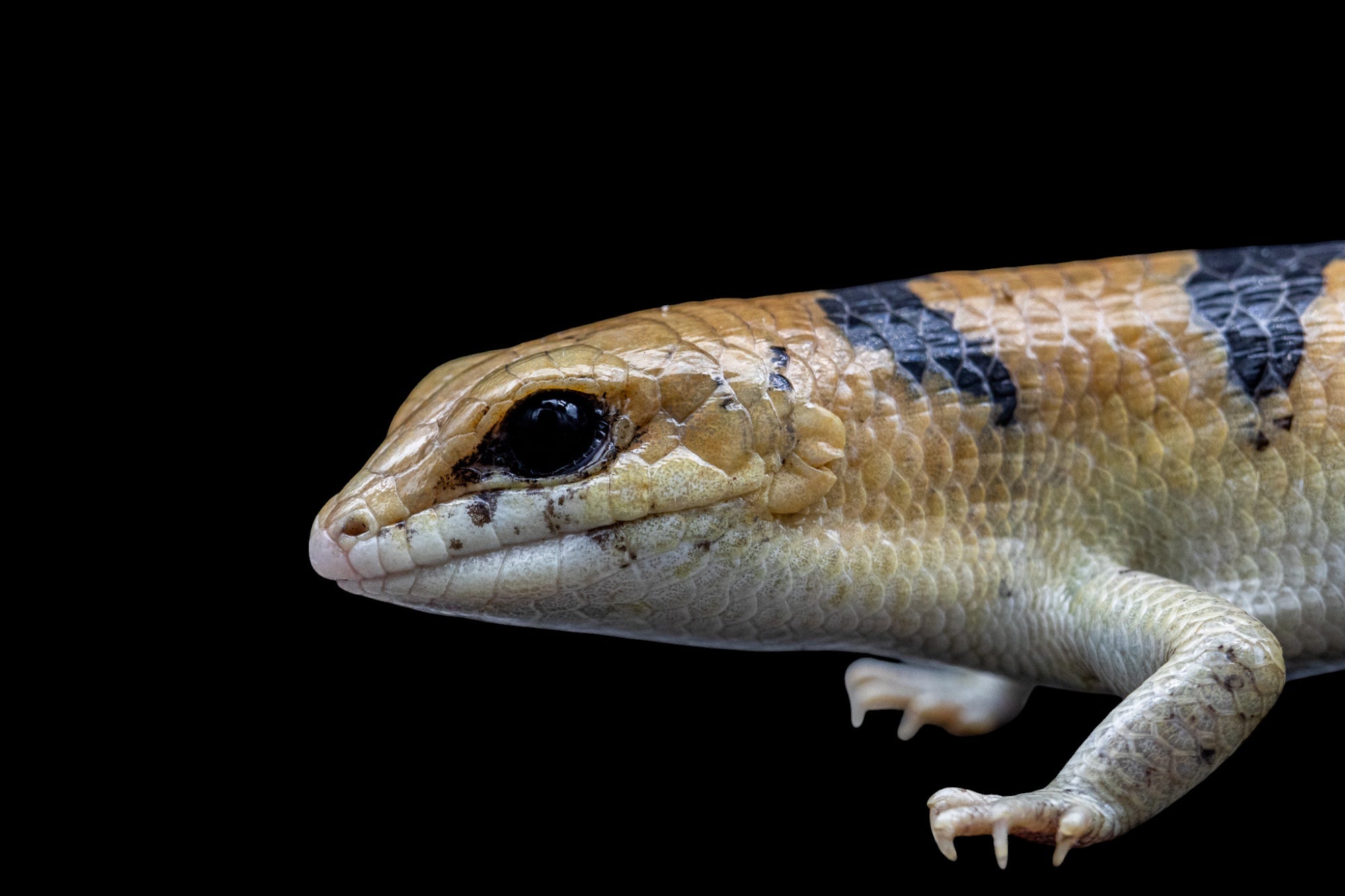 Peter’s Banded Skink