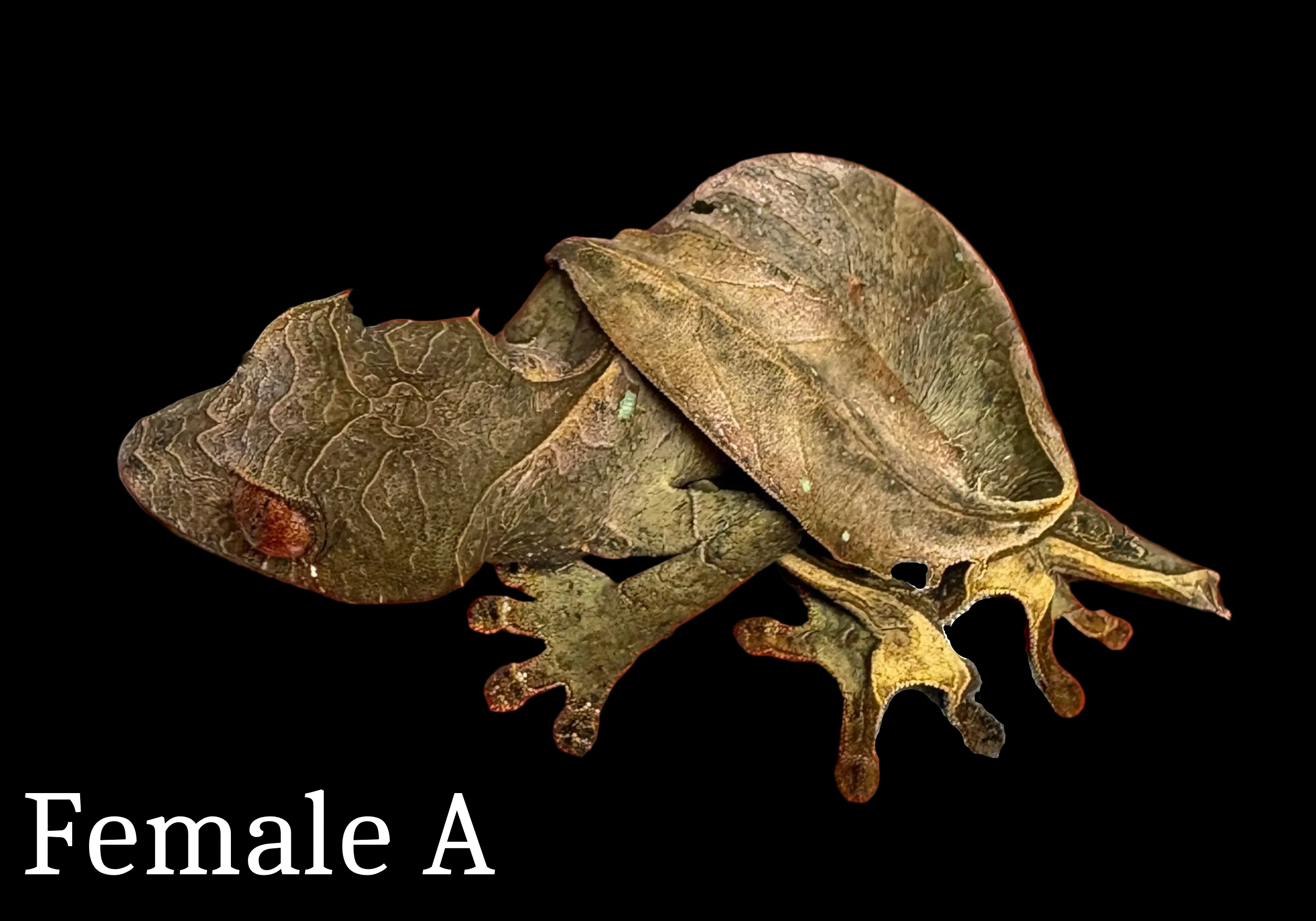 Gecko à queue de feuille Spearpoint (Uroplatus ebenaui) 