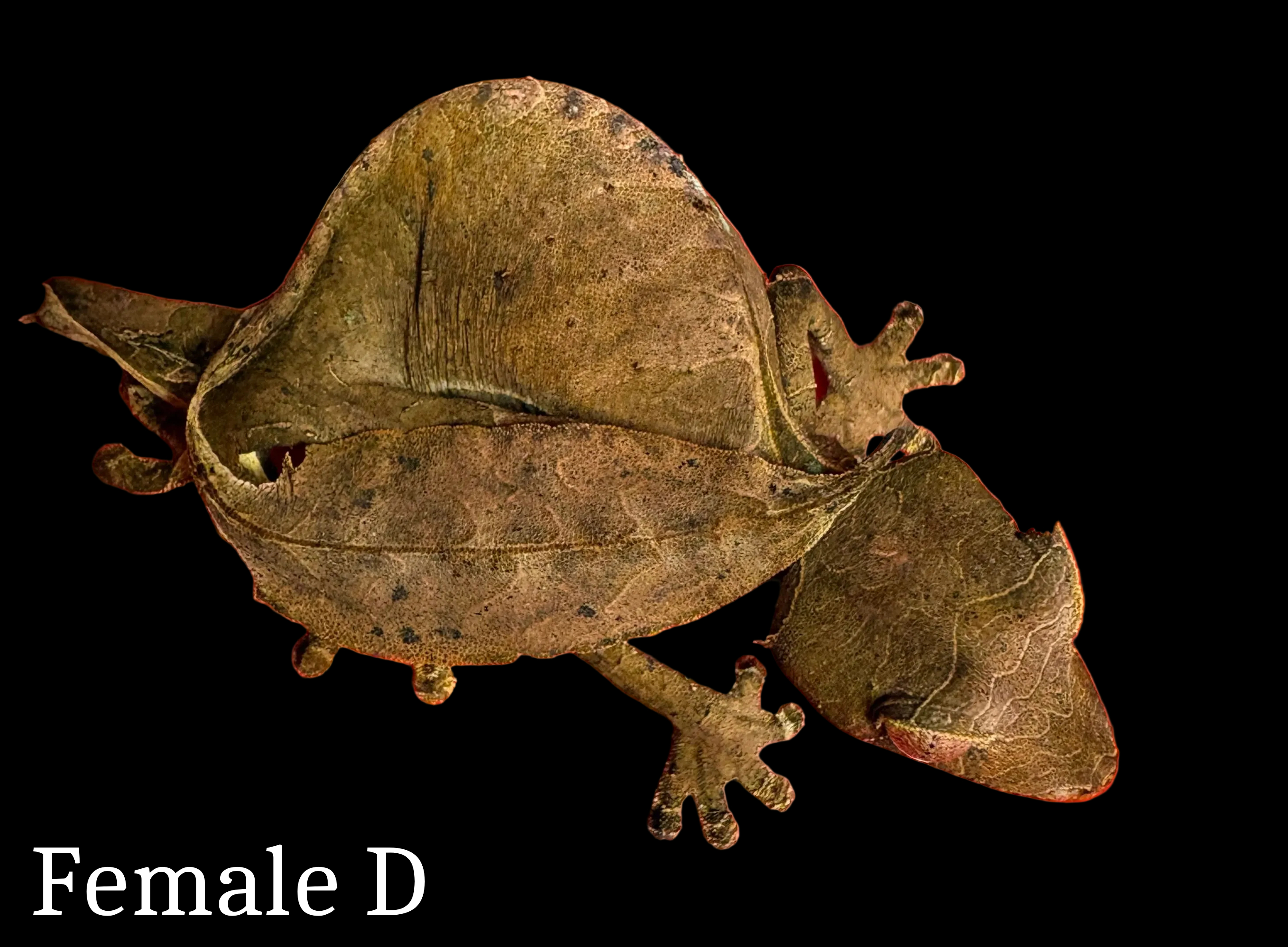 Gecko à queue de feuille Spearpoint (Uroplatus ebenaui) 