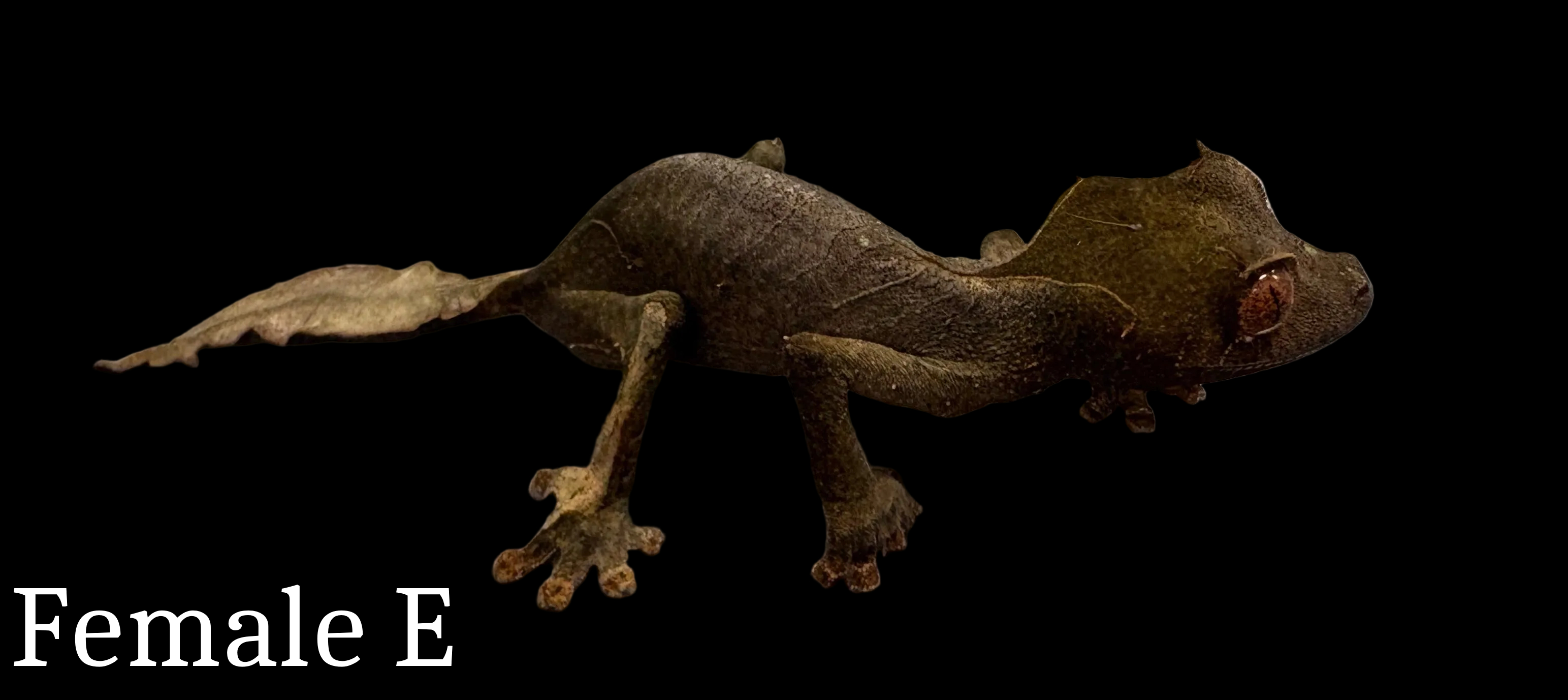 Gecko à queue de feuille Spearpoint (Uroplatus ebenaui) 