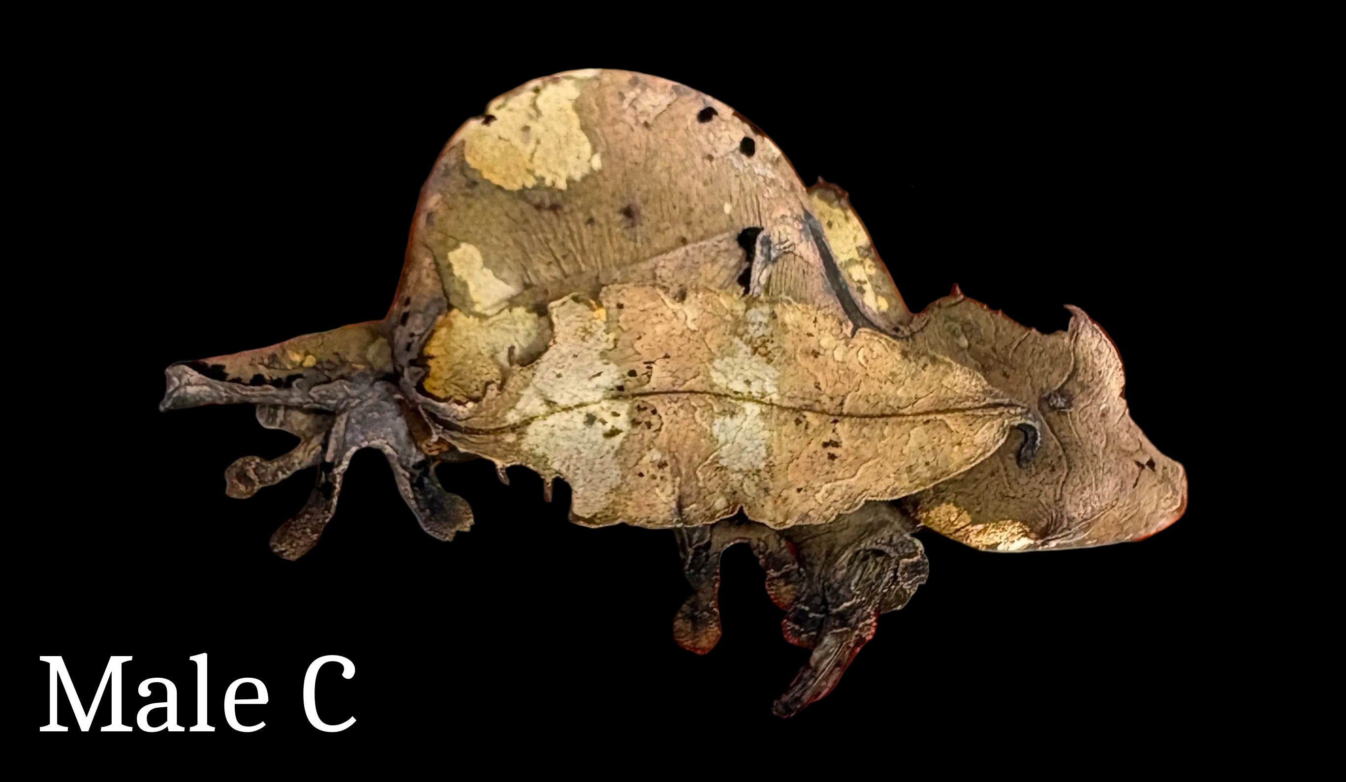 Gecko à queue de feuille Spearpoint (Uroplatus ebenaui) 
