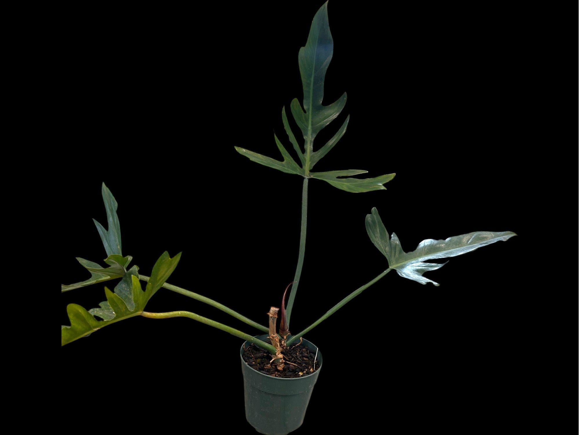 Philodendron Eternal Sky
