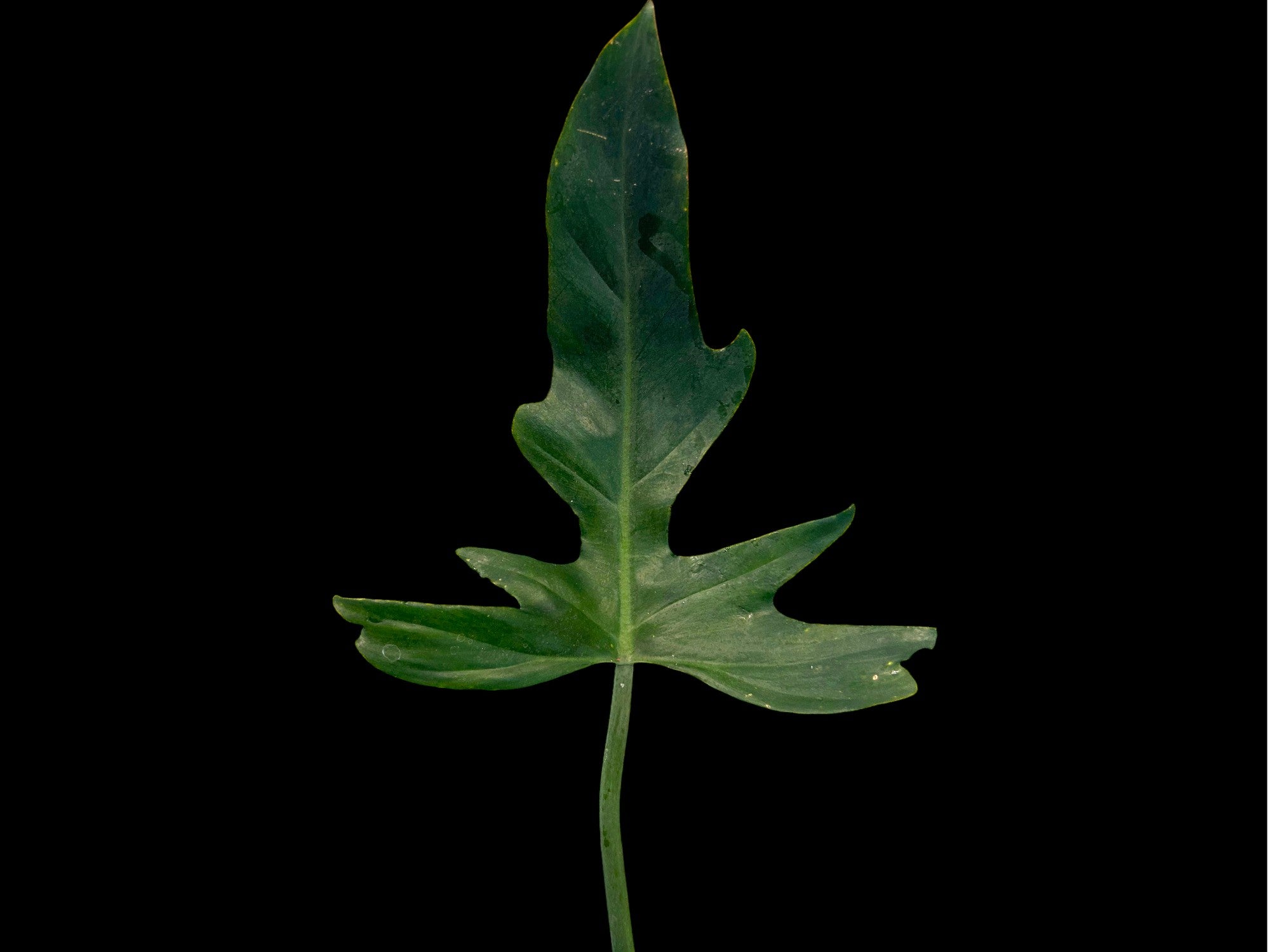 Philodendron Eternal Sky