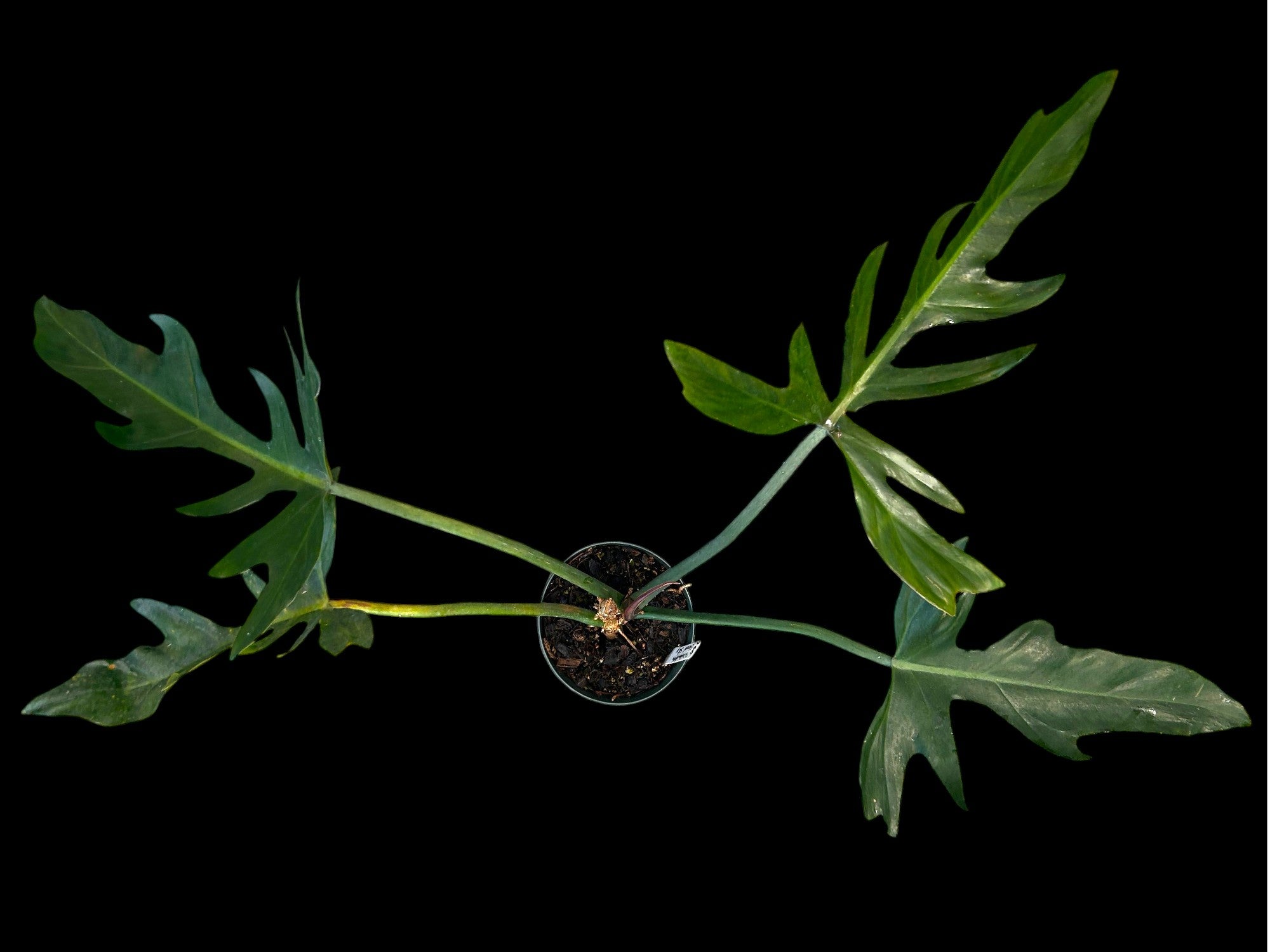 Philodendron Eternal Sky