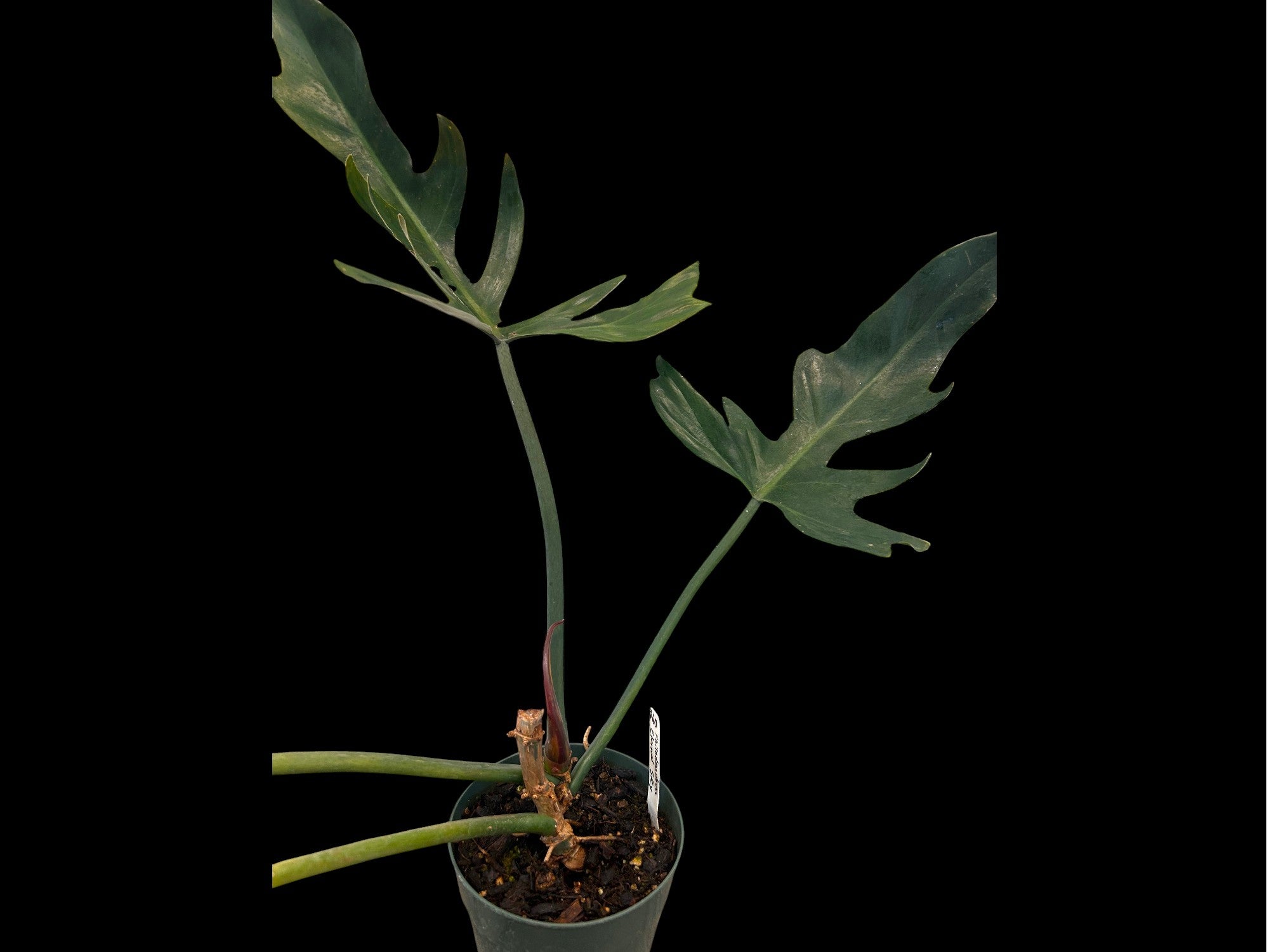 Philodendron Eternal Sky