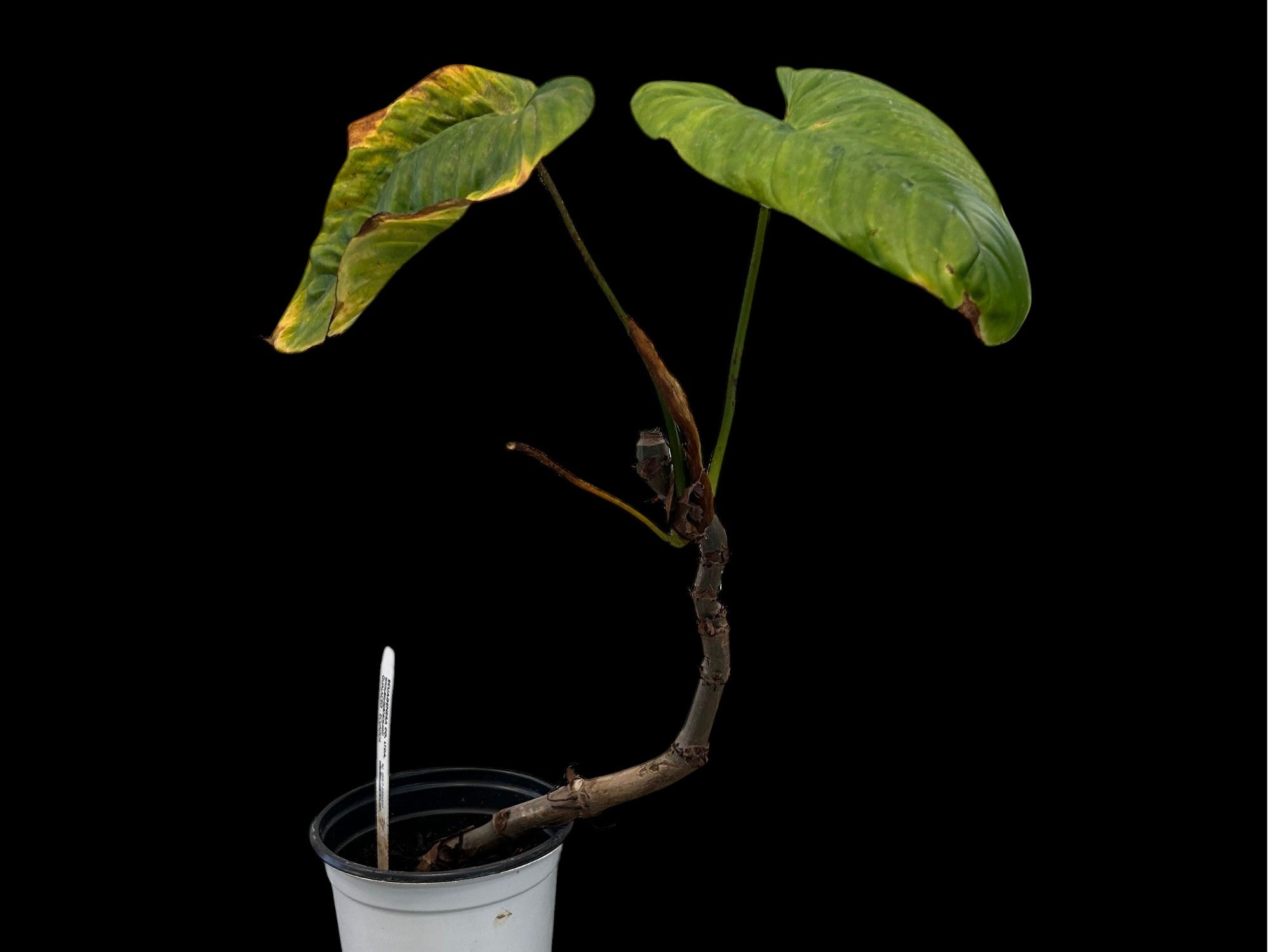 Philodendron magnum dark petiole