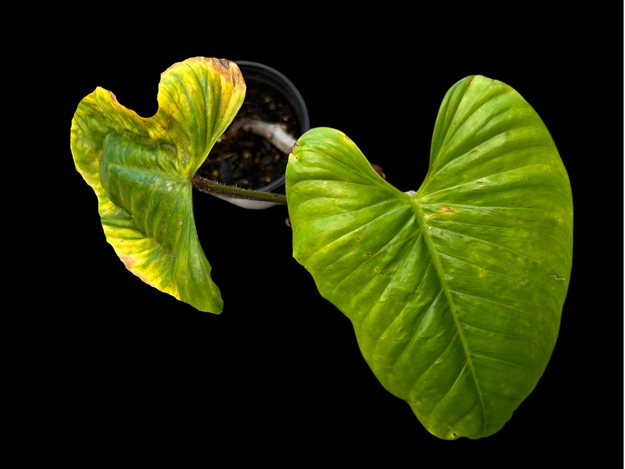 Philodendron magnum dark petiole