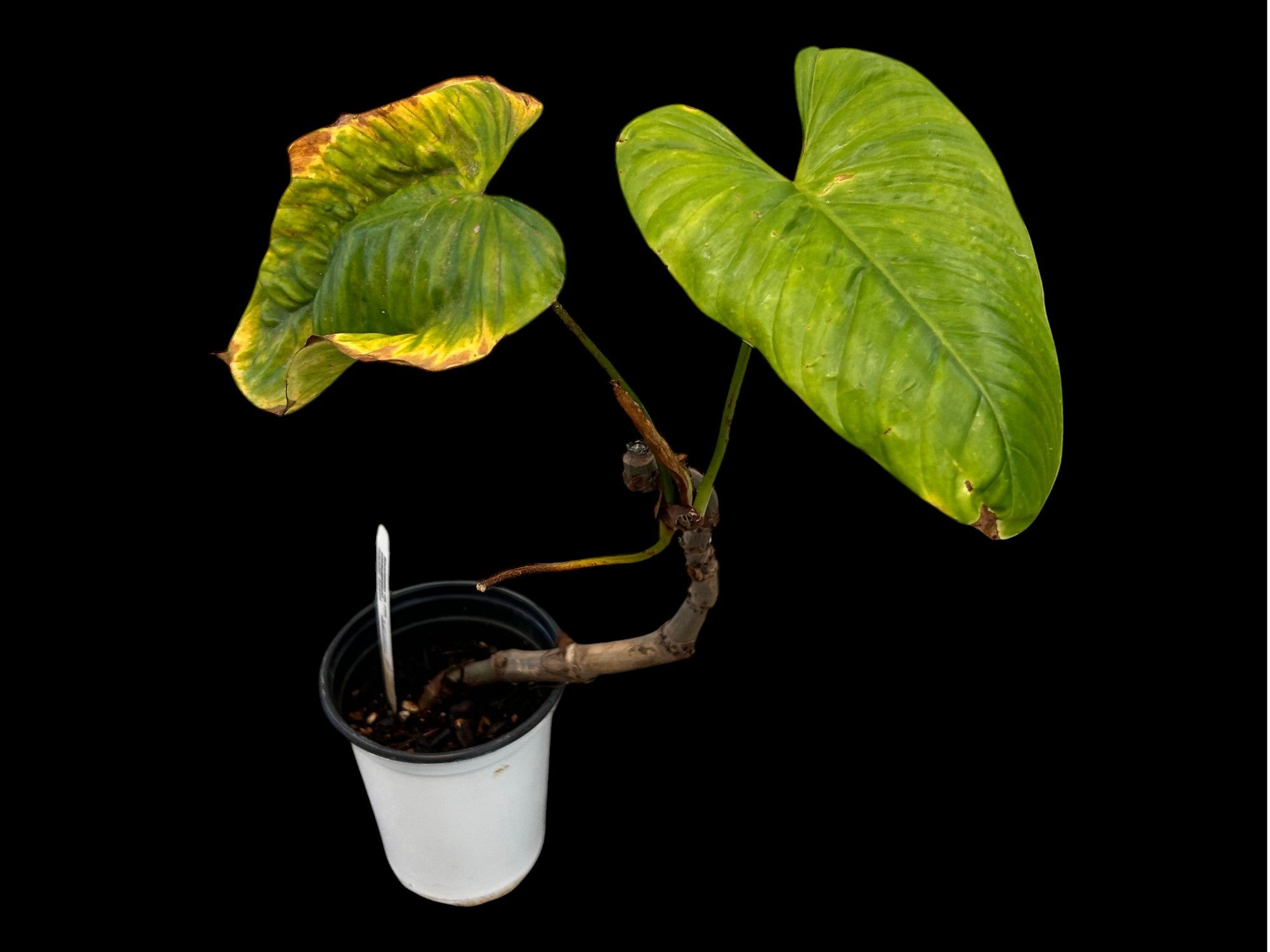 Philodendron magnum dark petiole