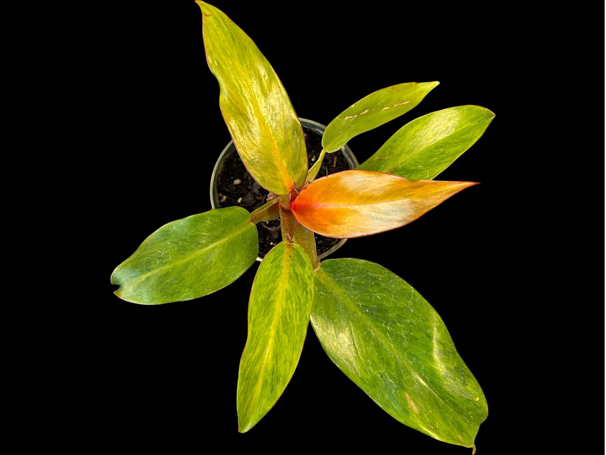 Philodendron Orange Marmelade
