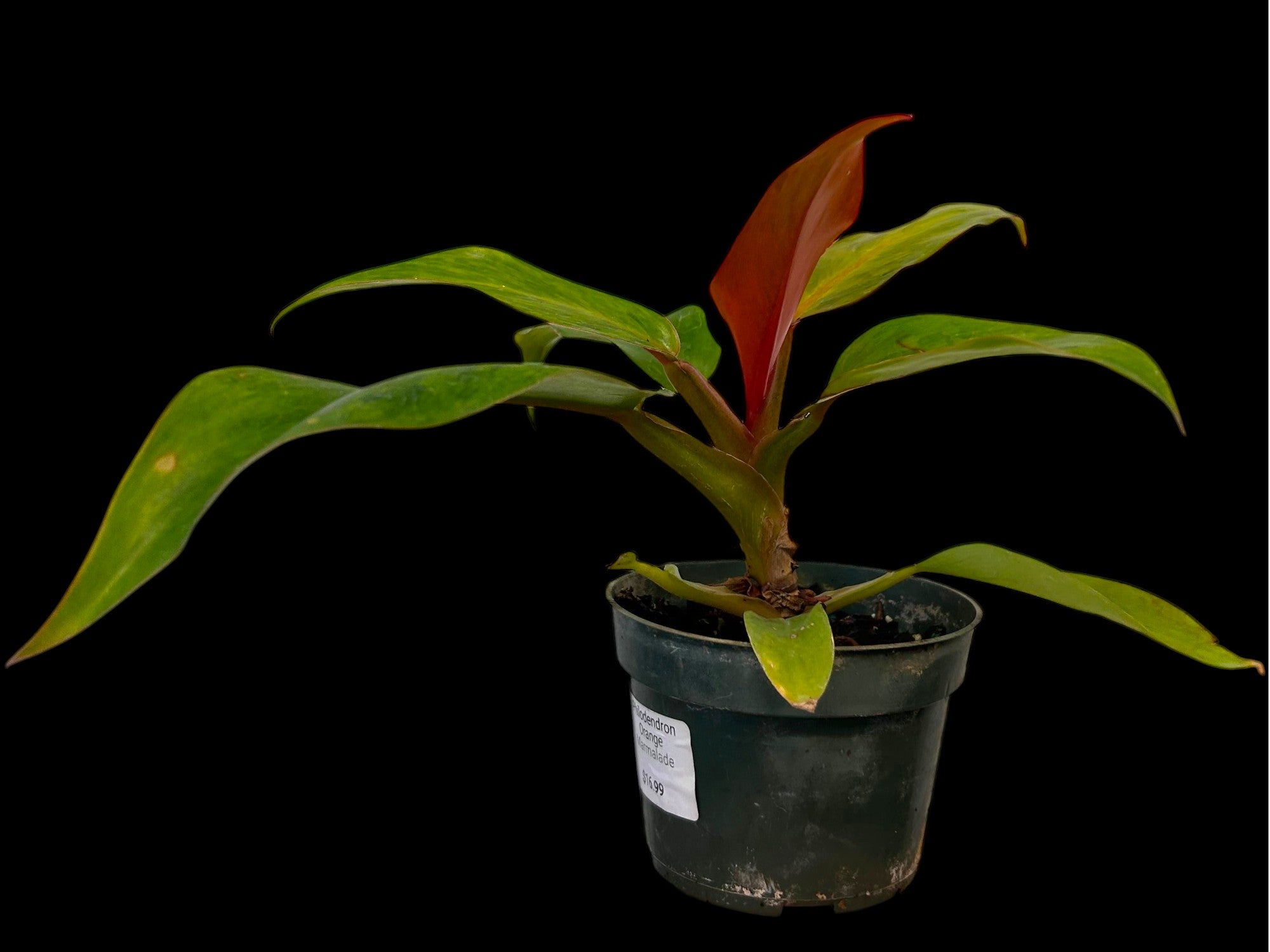 Philodendron Orange Marmelade