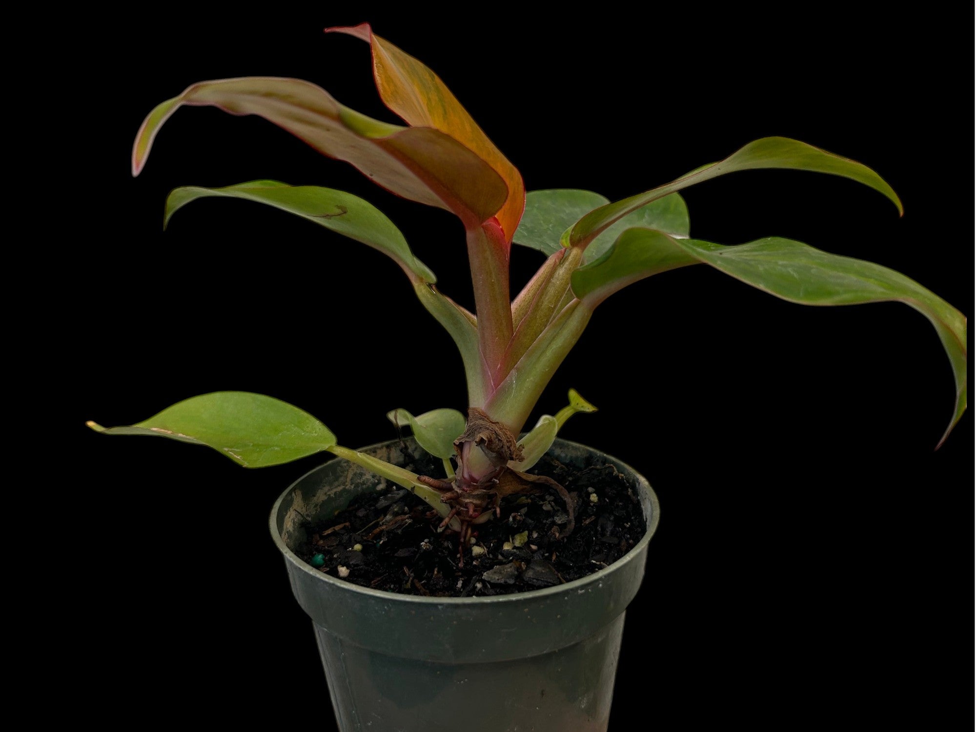 Philodendron Orange Marmelade