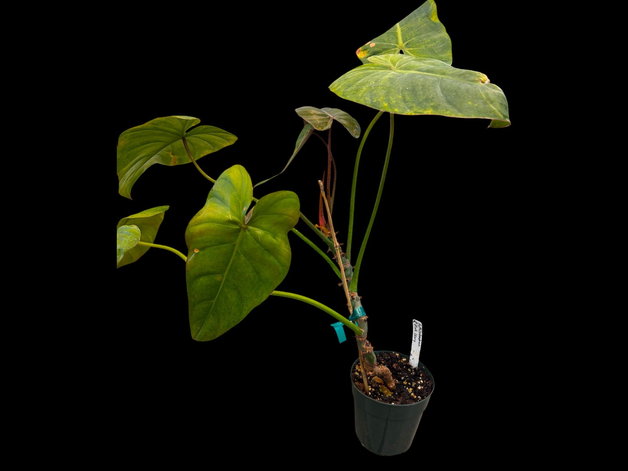 Philodendron Pink Glory