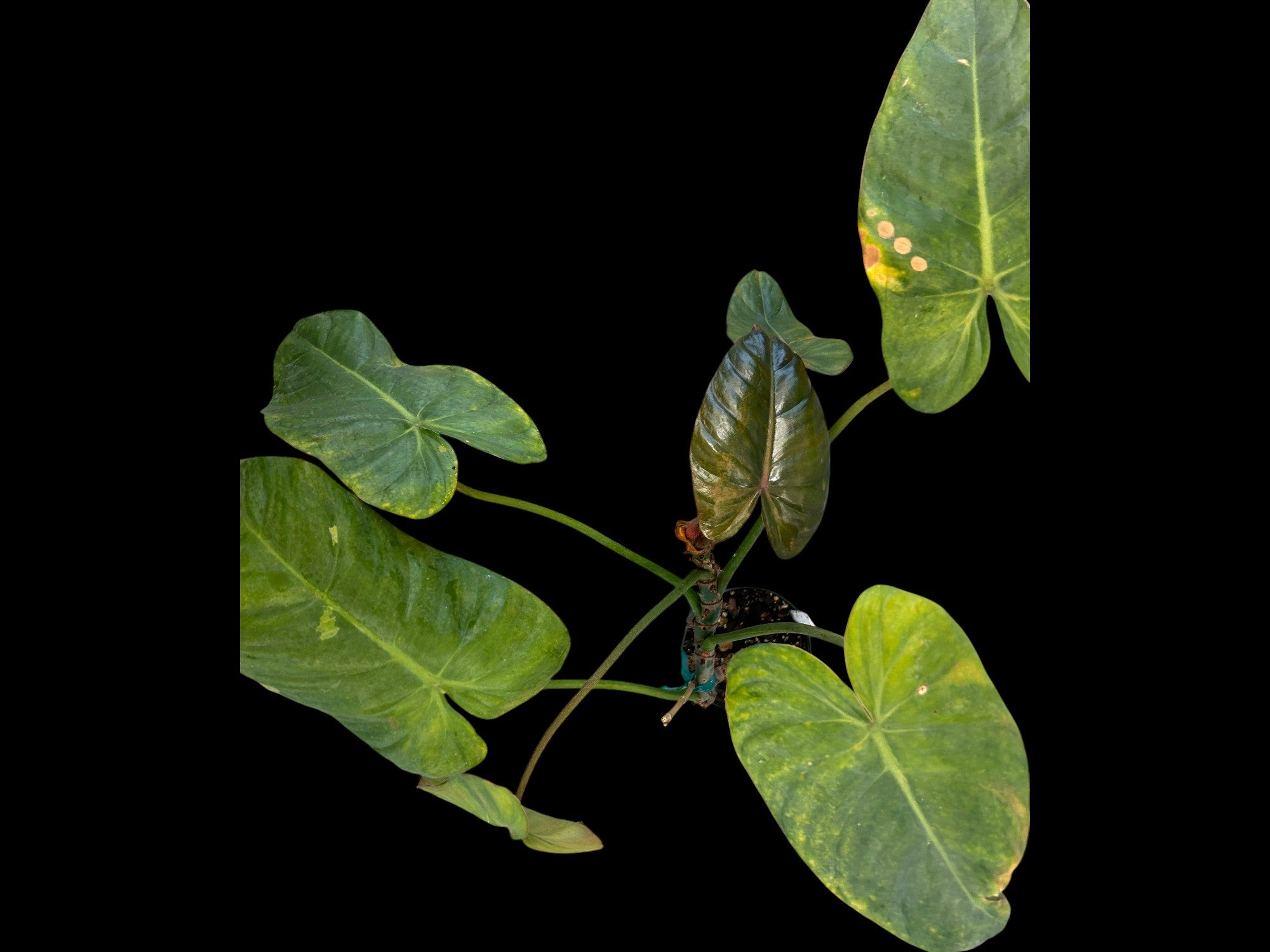 Philodendron Pink Glory