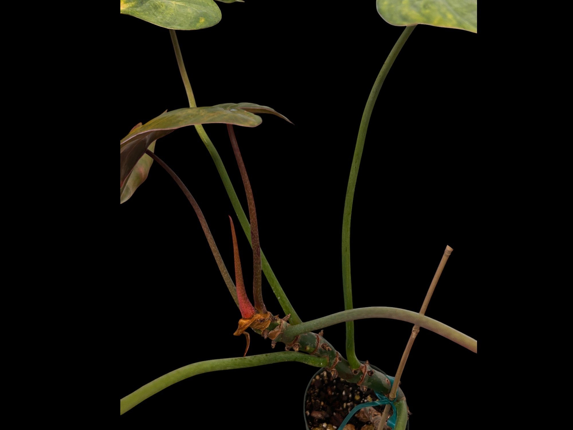 Philodendron Pink Glory