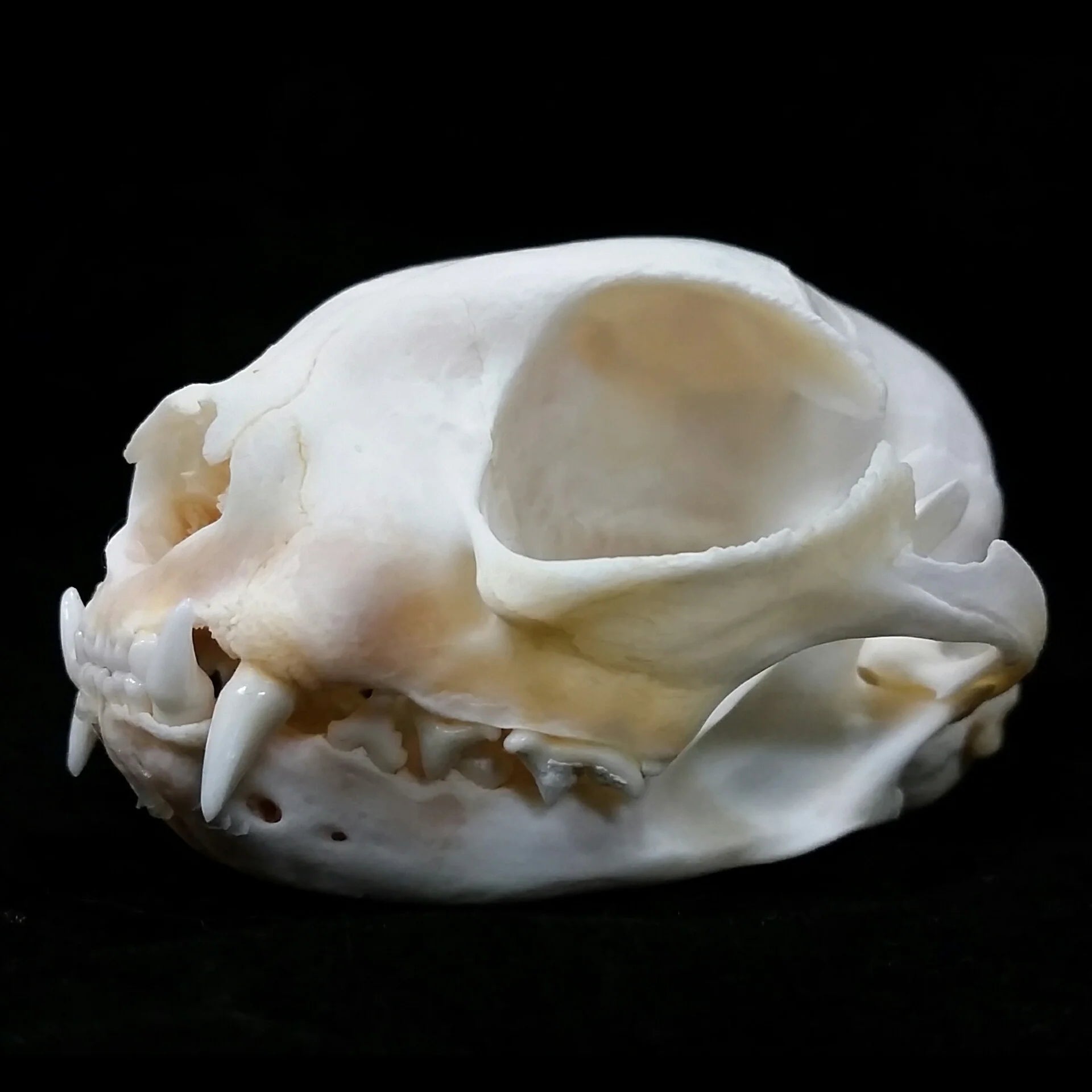 Domestic Cat Skull