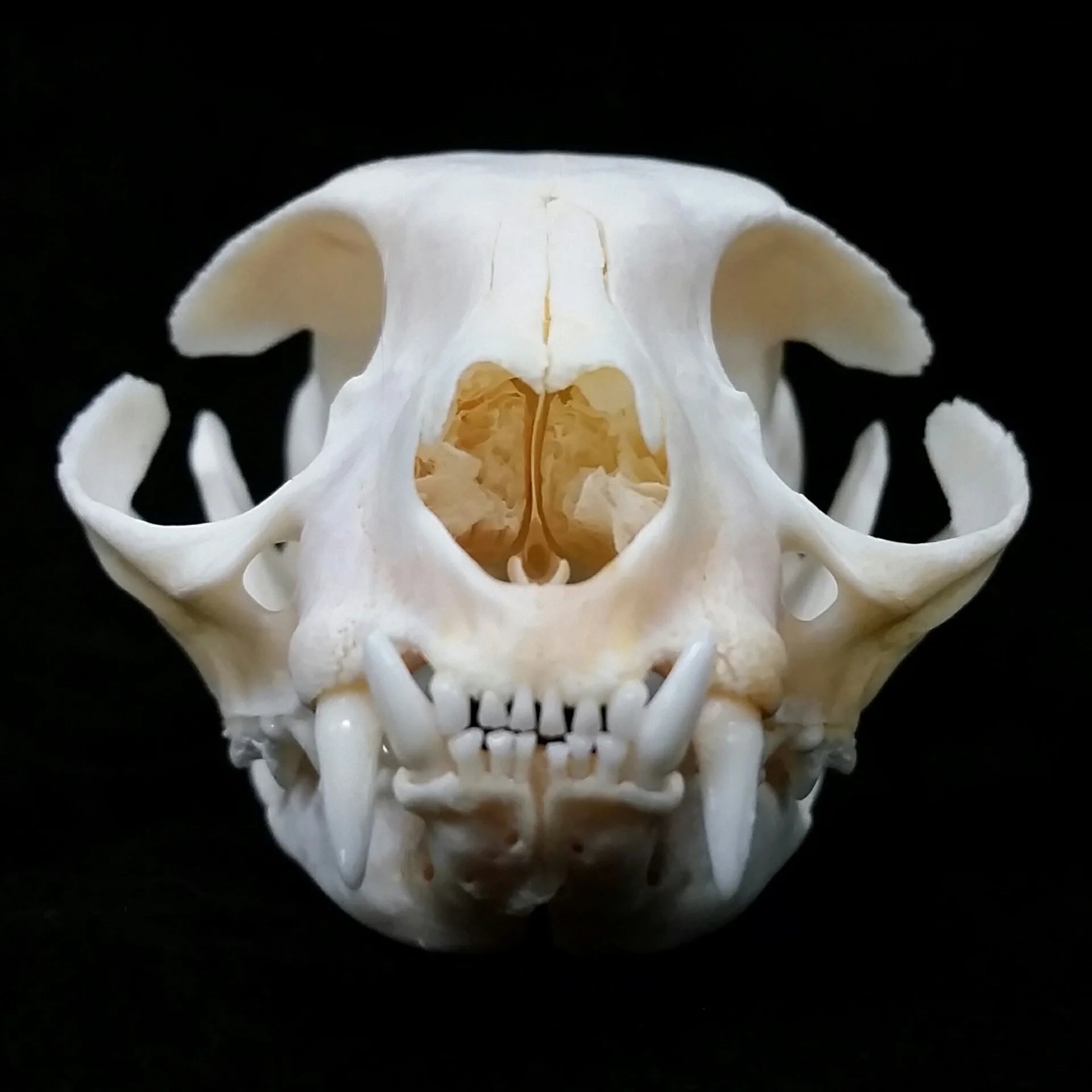 Domestic Cat Skull